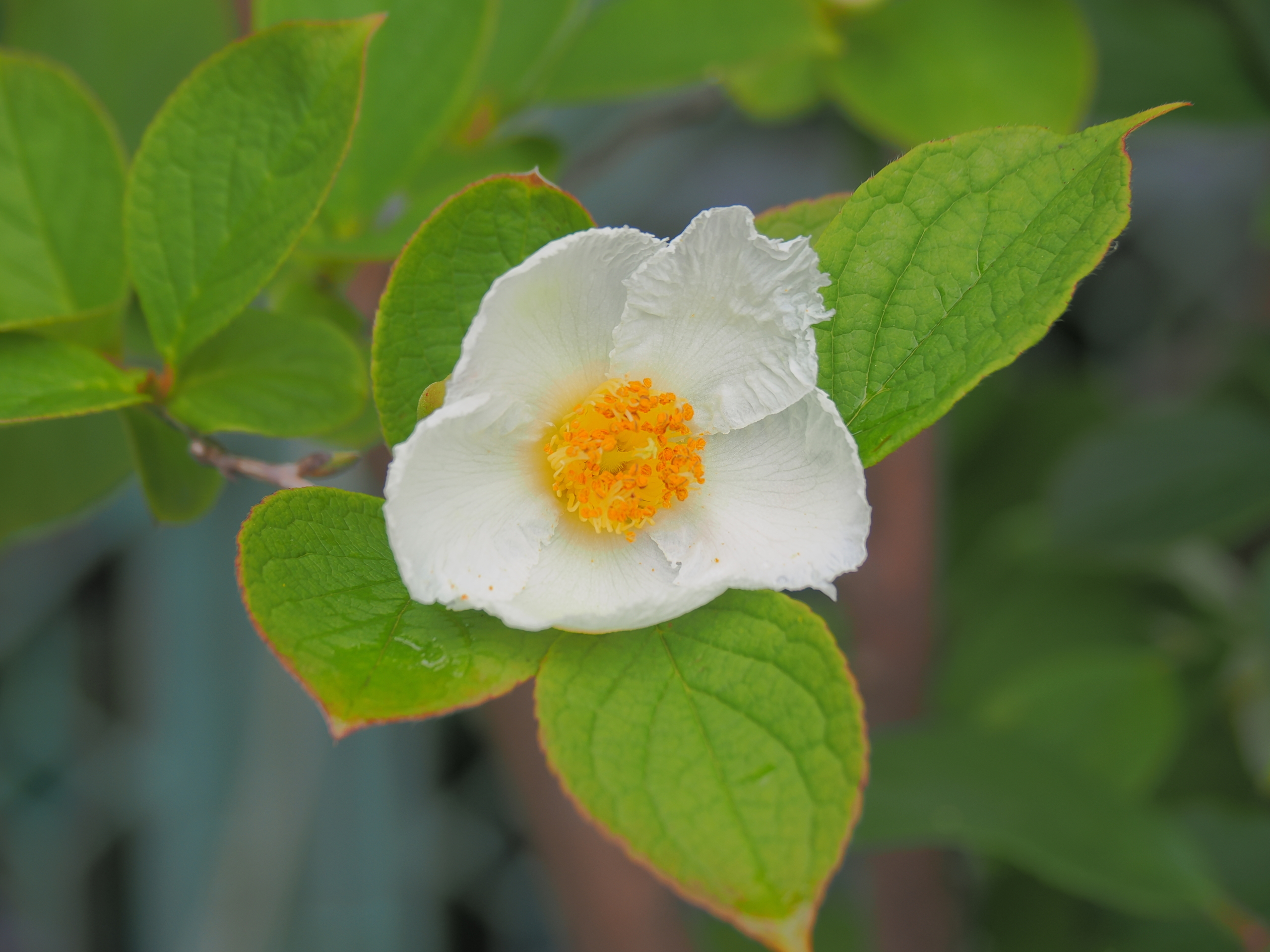 6/8　ヒメシャラ（シャラノキ）