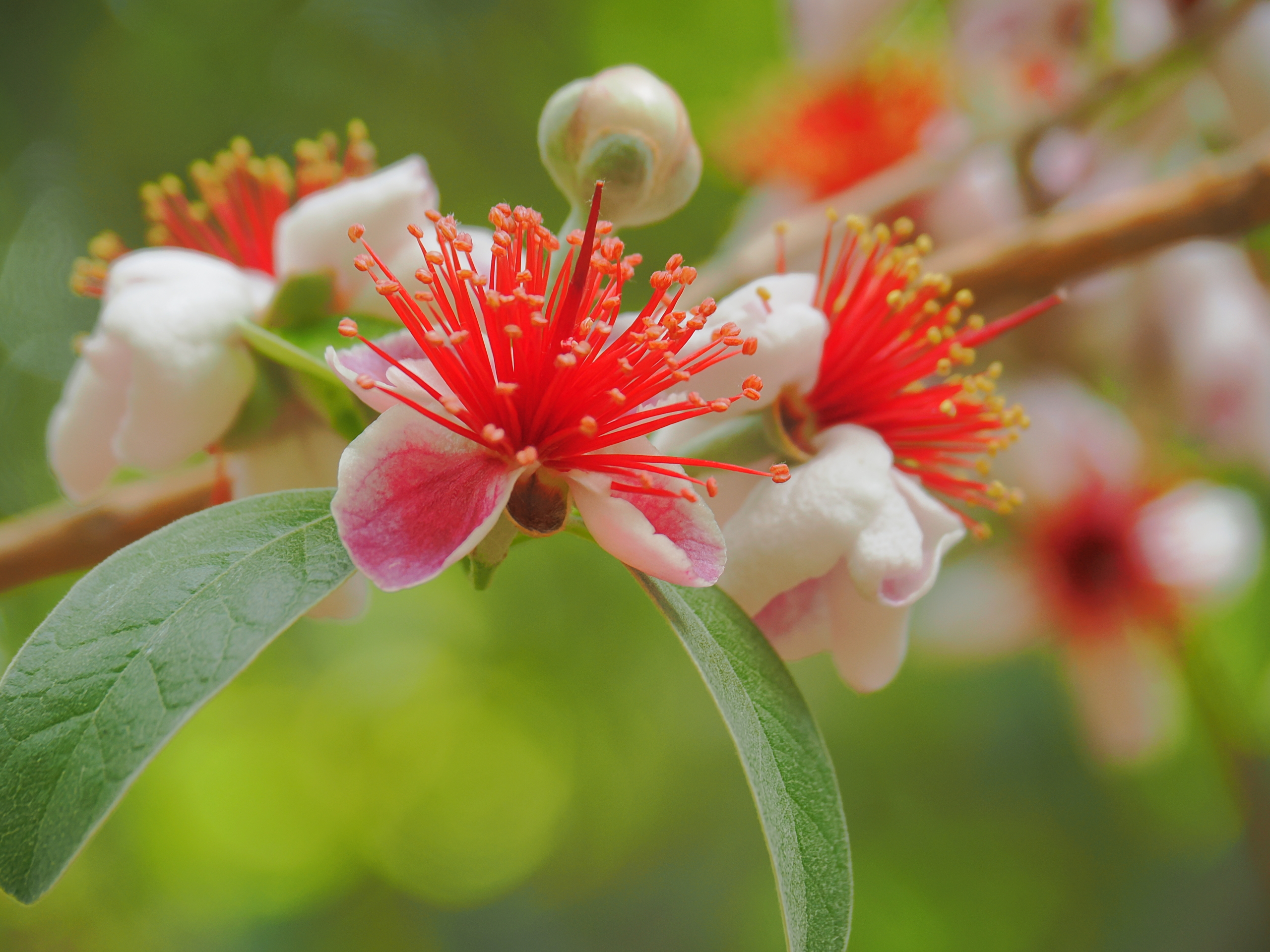 6/8  フェイジョア