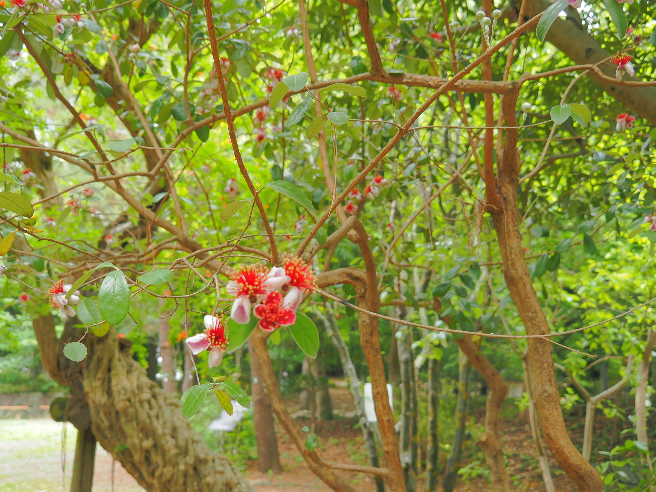 6/8  フェイジョア