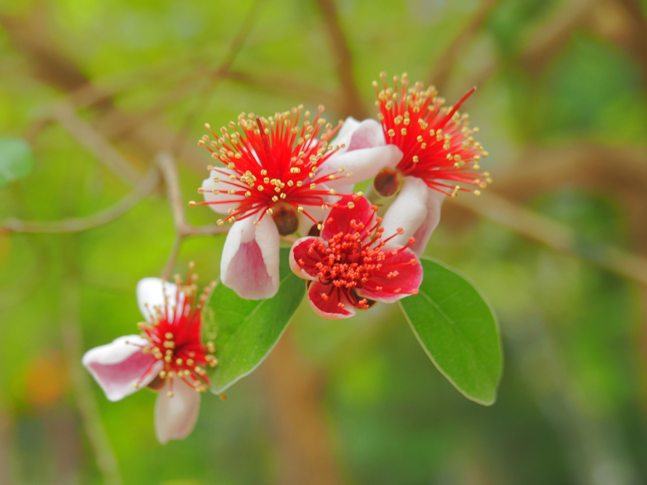 6/8  フェイジョア