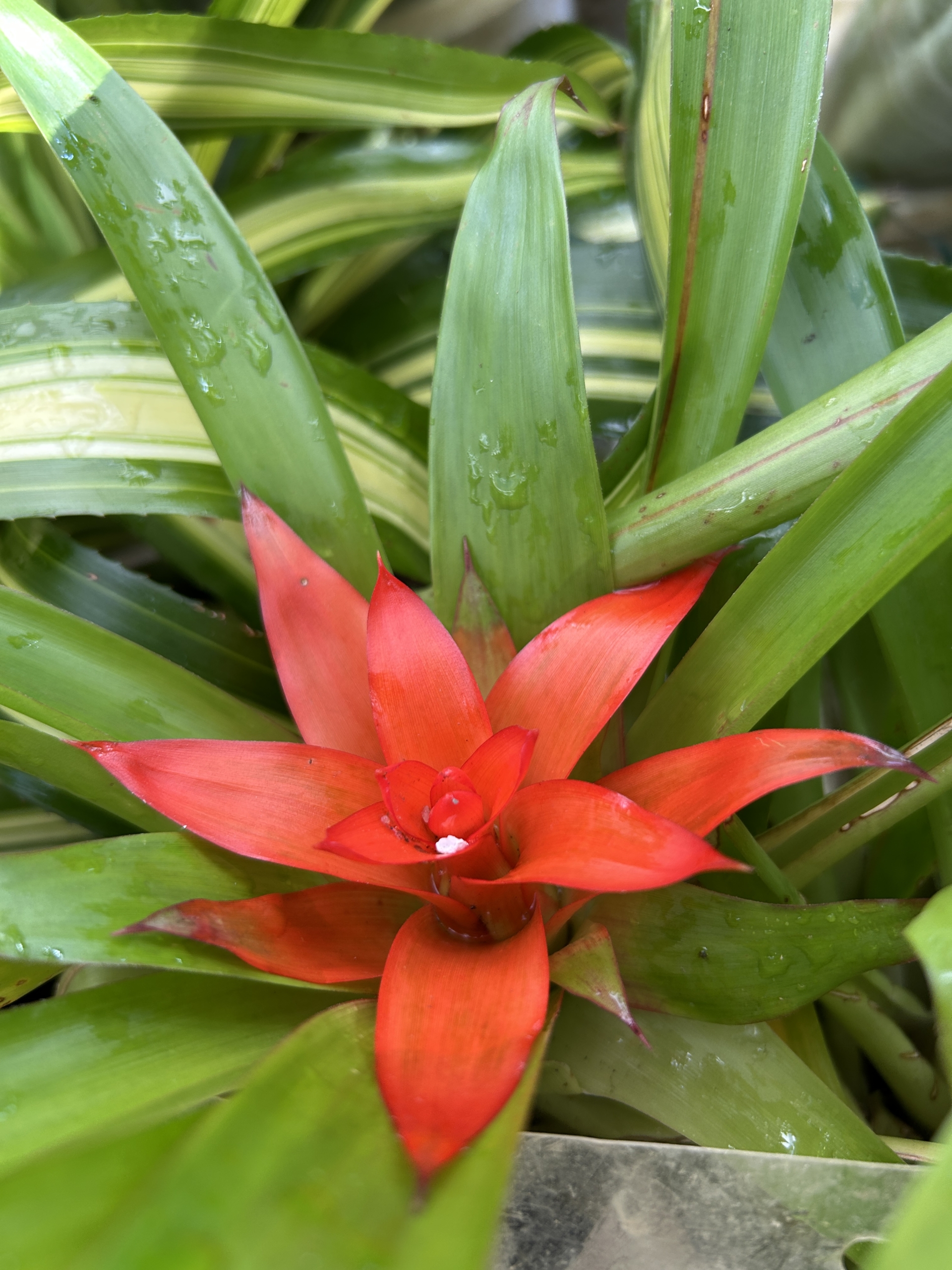 7/15  グズマニア・マグニフィカ