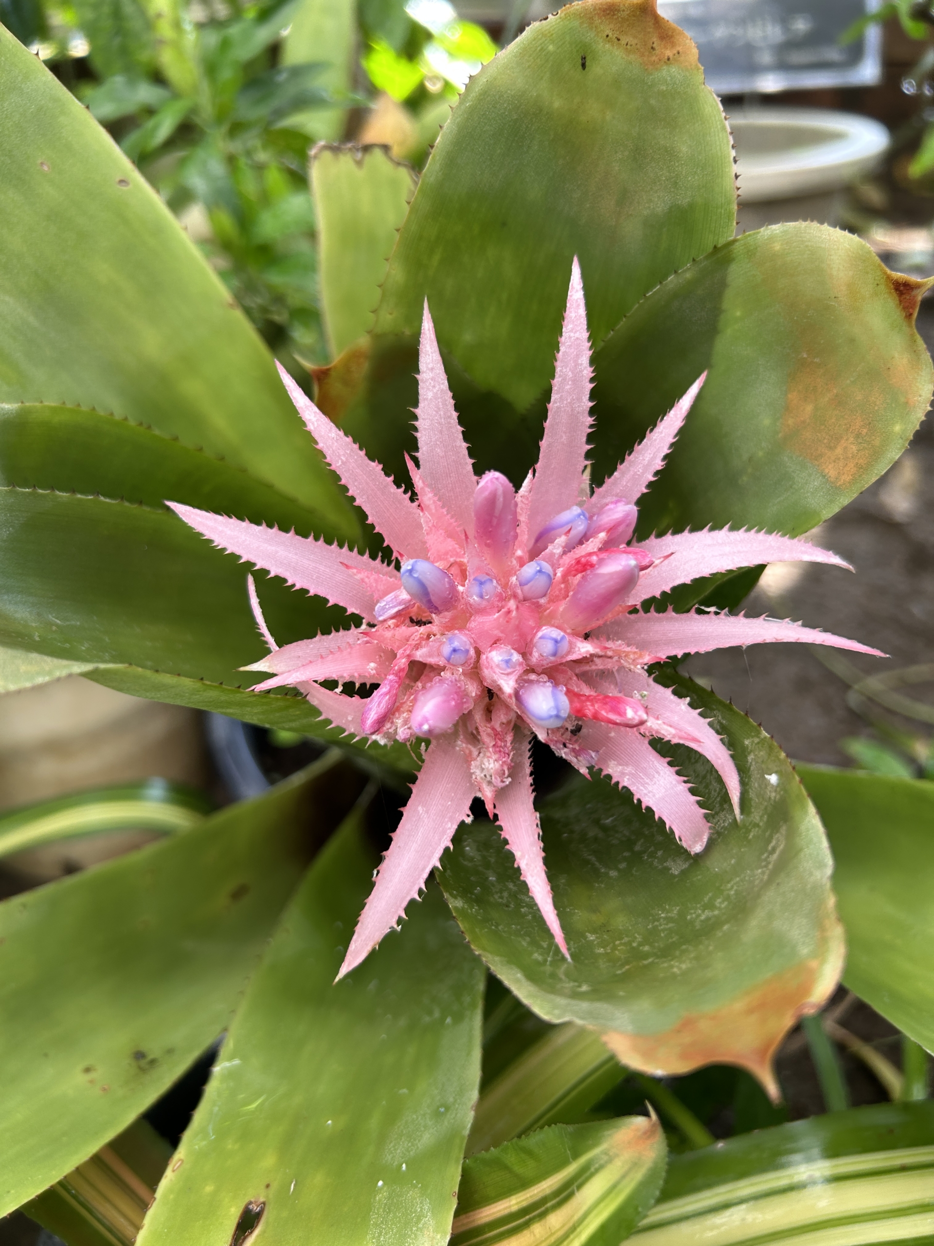 7/14  エクメア・ファッシアータ（シマサンゴアナナス）