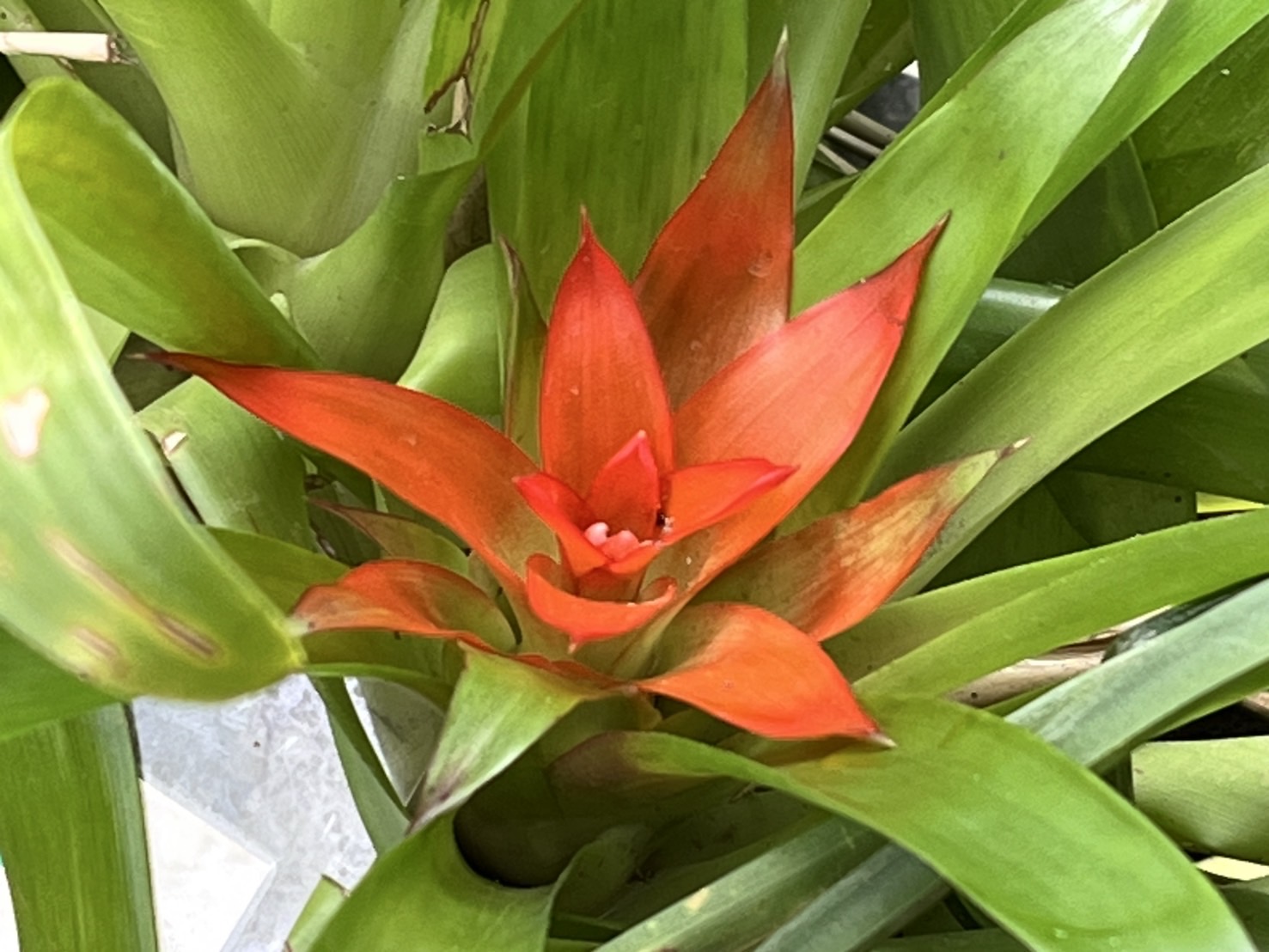 7/15  グズマニア・マグニフィカ