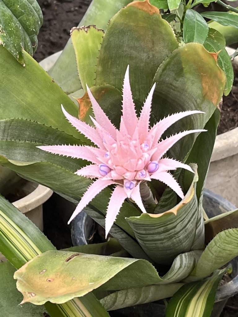 7/14  エクメア・ファッシアータ（シマサンゴアナナス）