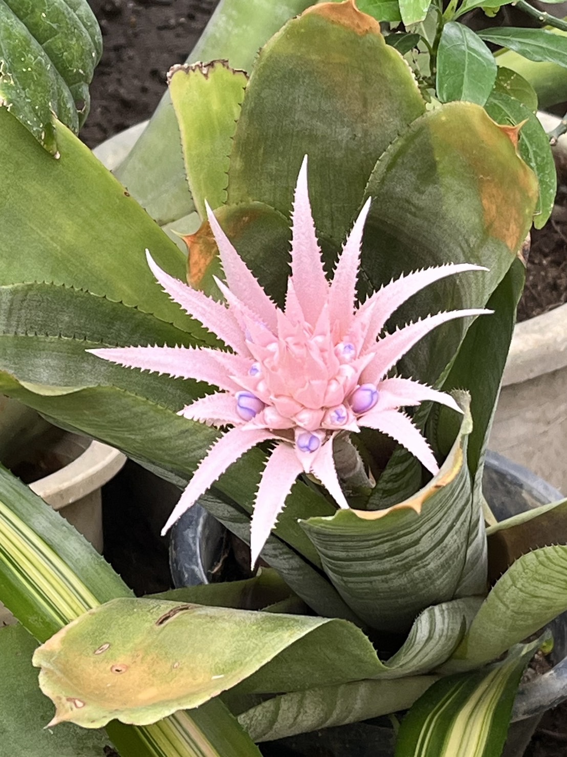 7/14  エクメア・ファッシアータ（シマサンゴアナナス）