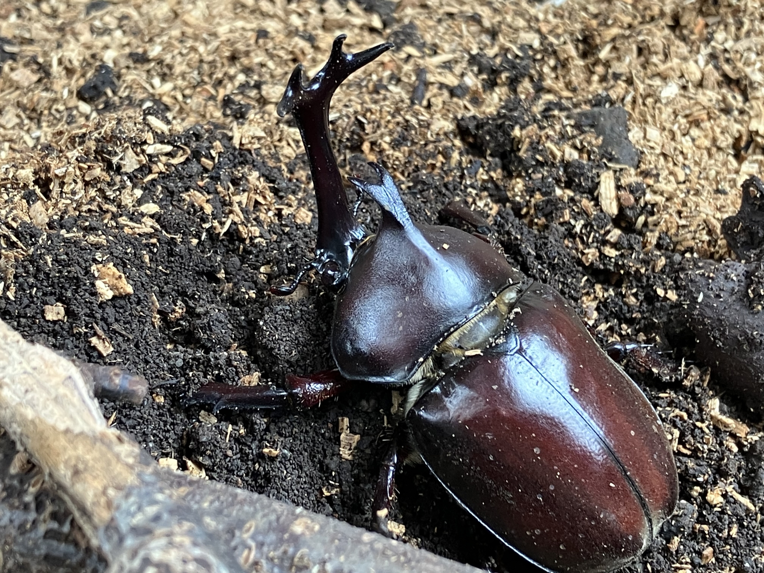 シリーズ　カブトムシの飼育に挑戦！　4