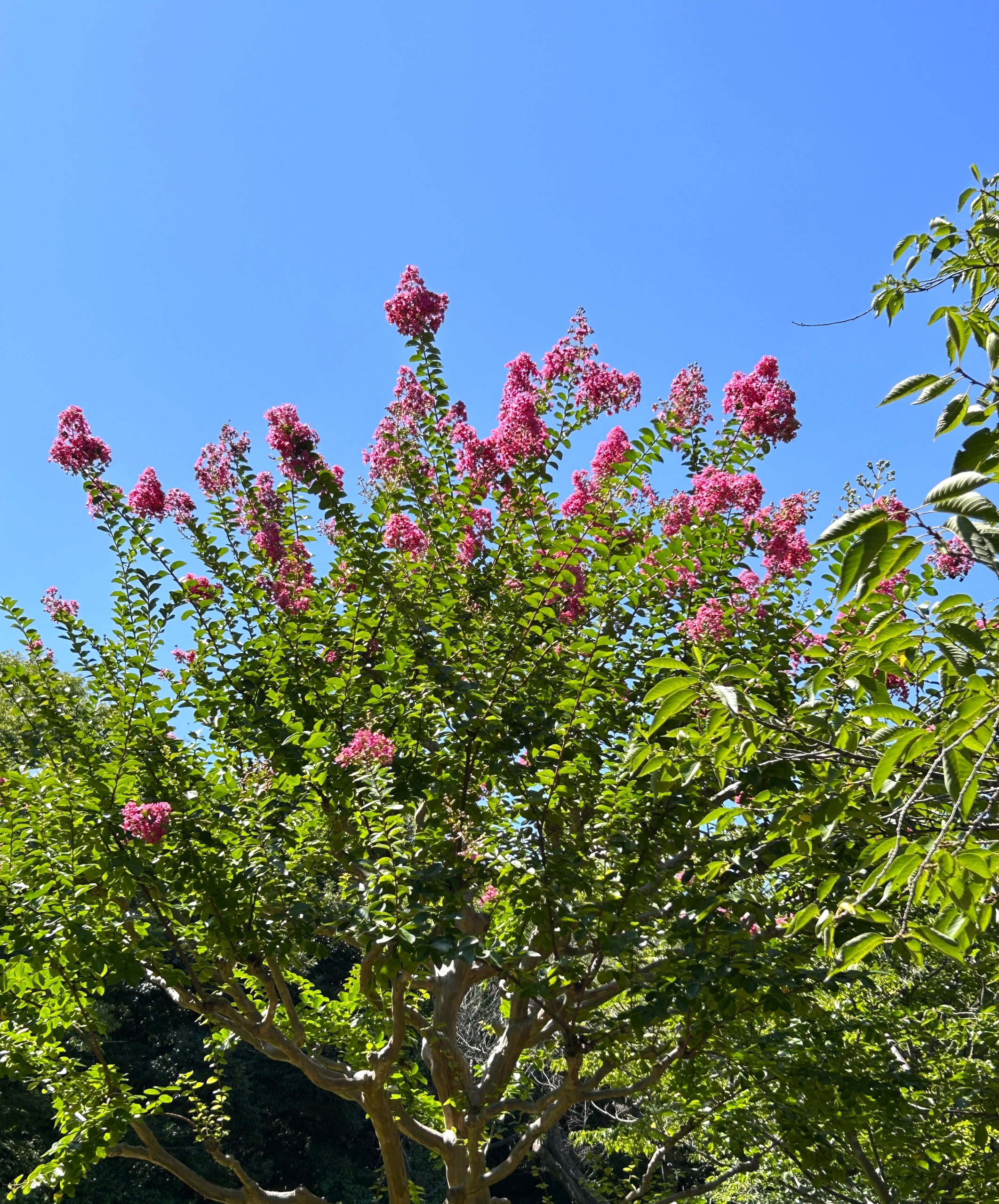 7/26 サルスベリ（百日紅）