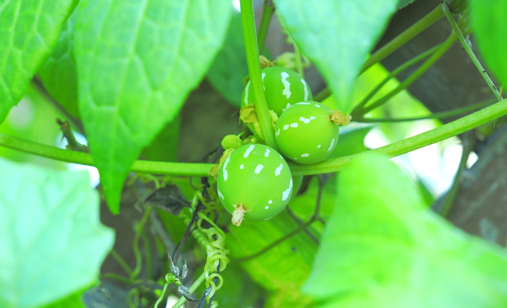 8/29  オキナワスズメウリ