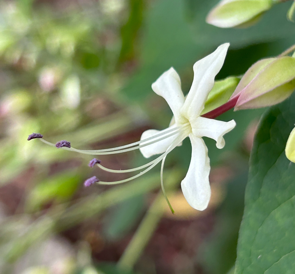 8/19 クサギ（臭木）