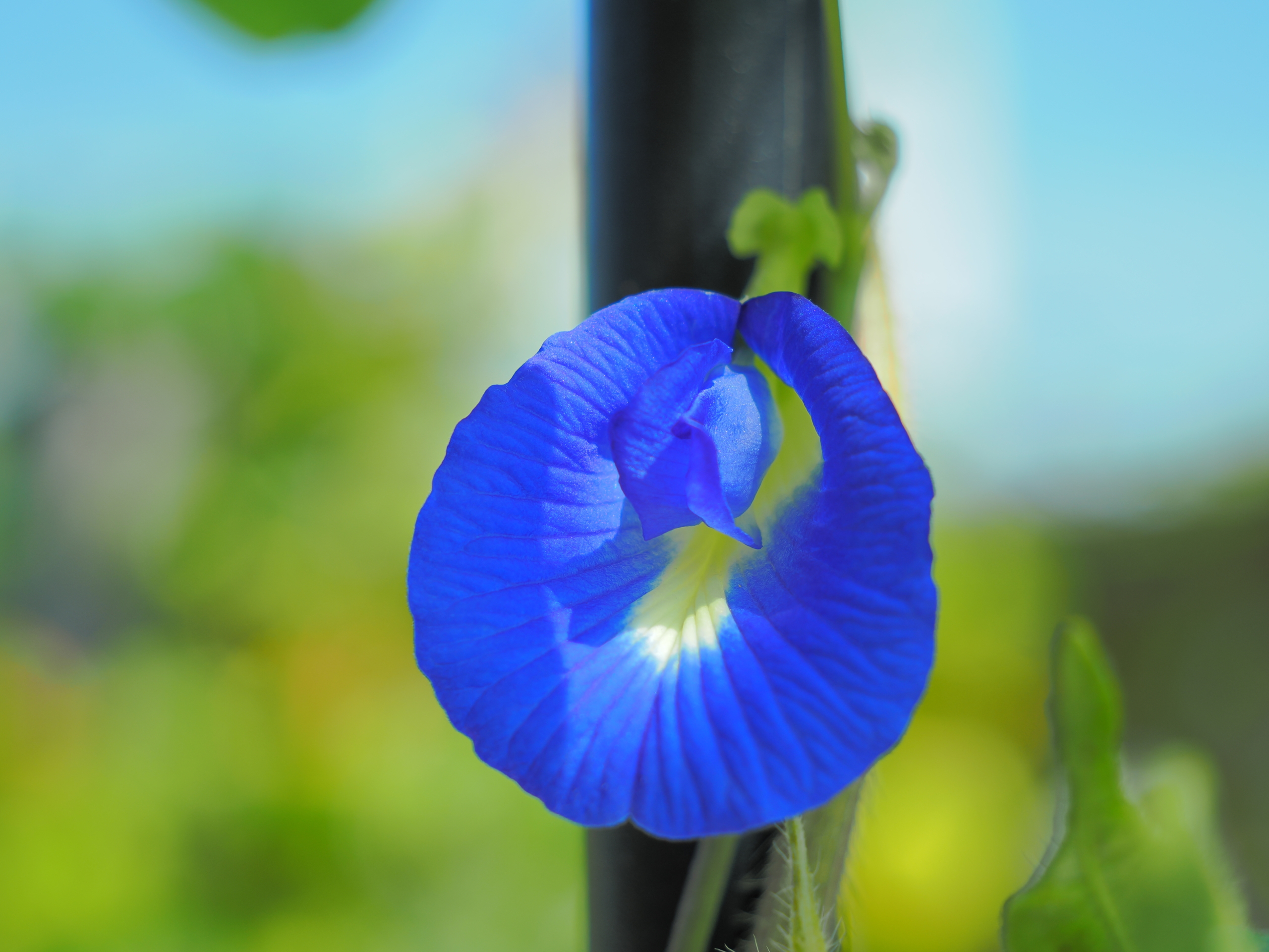 8/29 バタフライピー