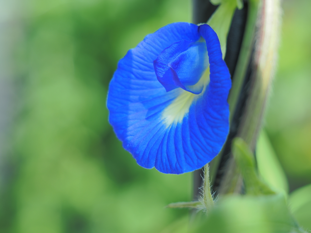 8/29 バタフライピー