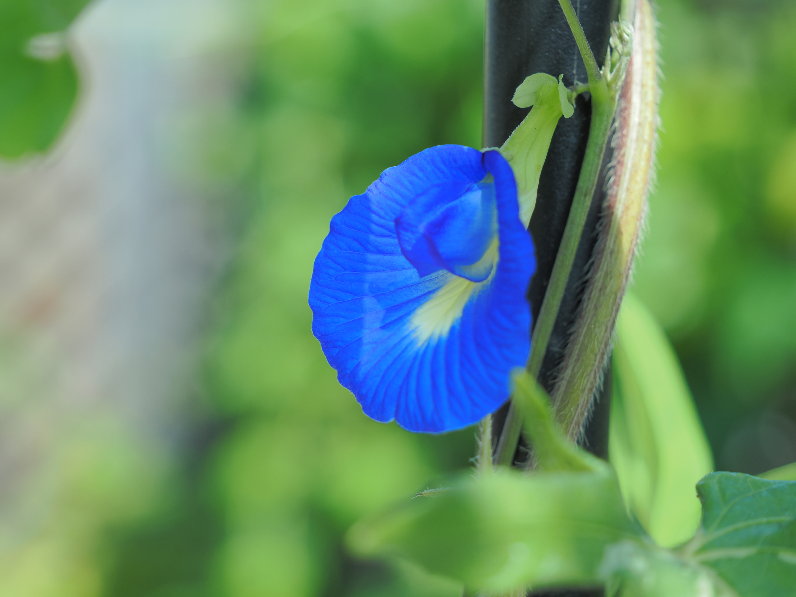 8/29 バタフライピー