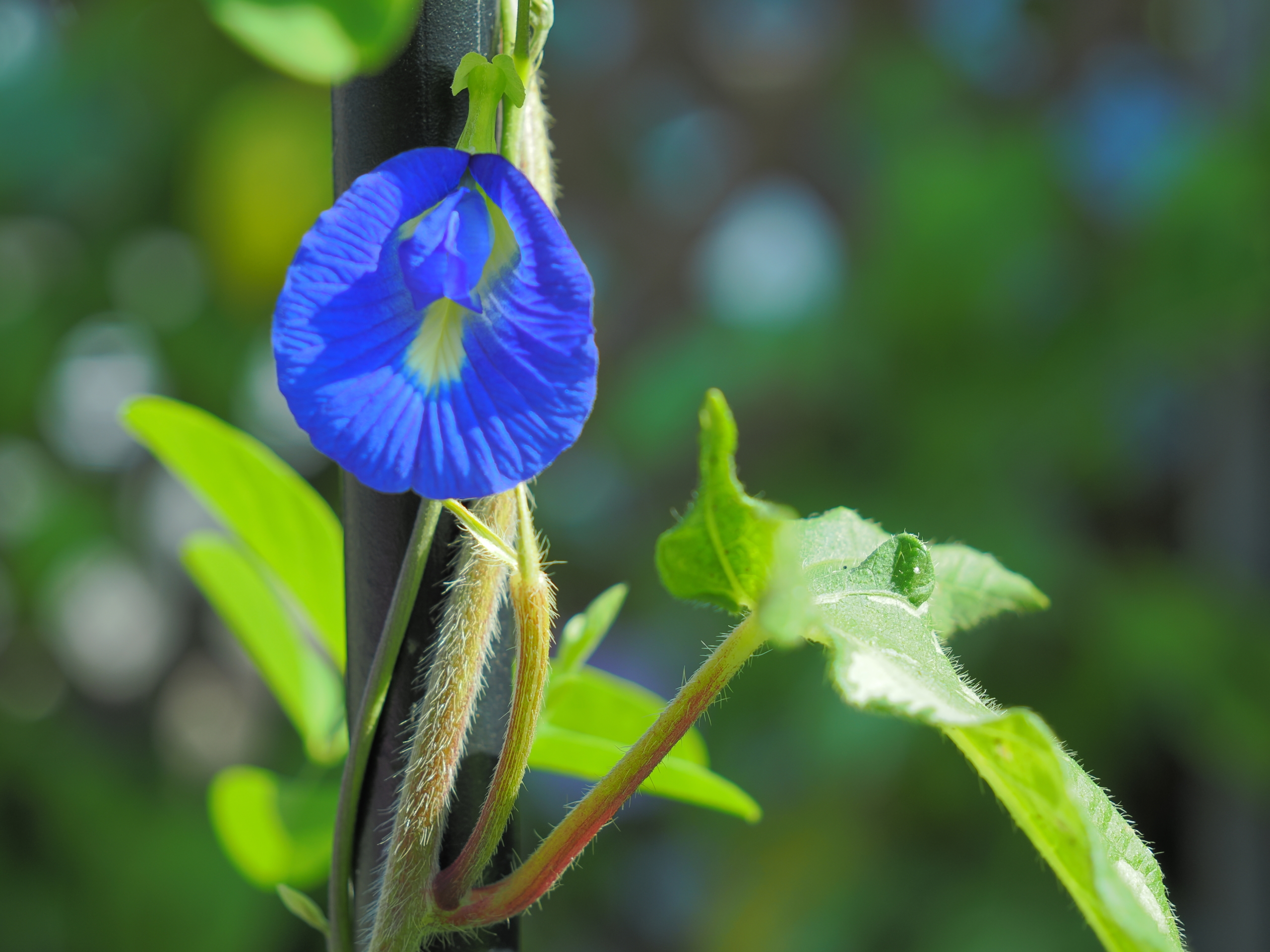 8/29 バタフライピー