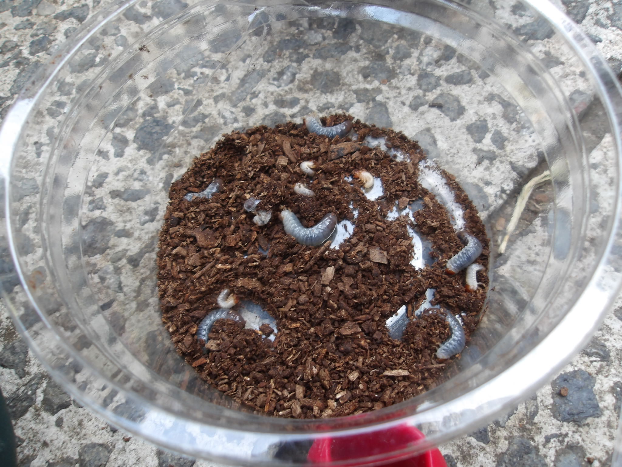 シリーズ　カブトムシの飼育に挑戦！　5