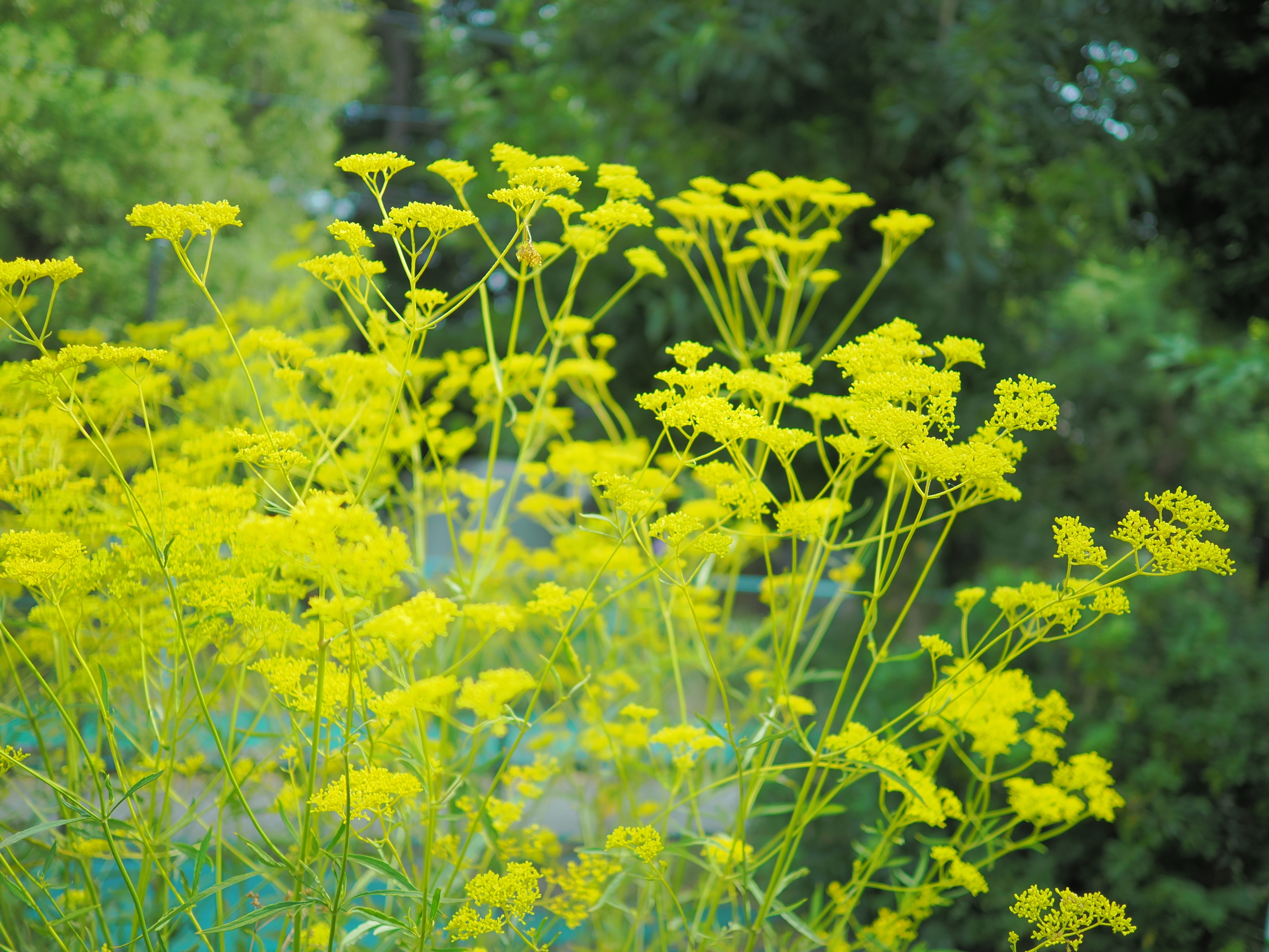 9/3  オミナエシ