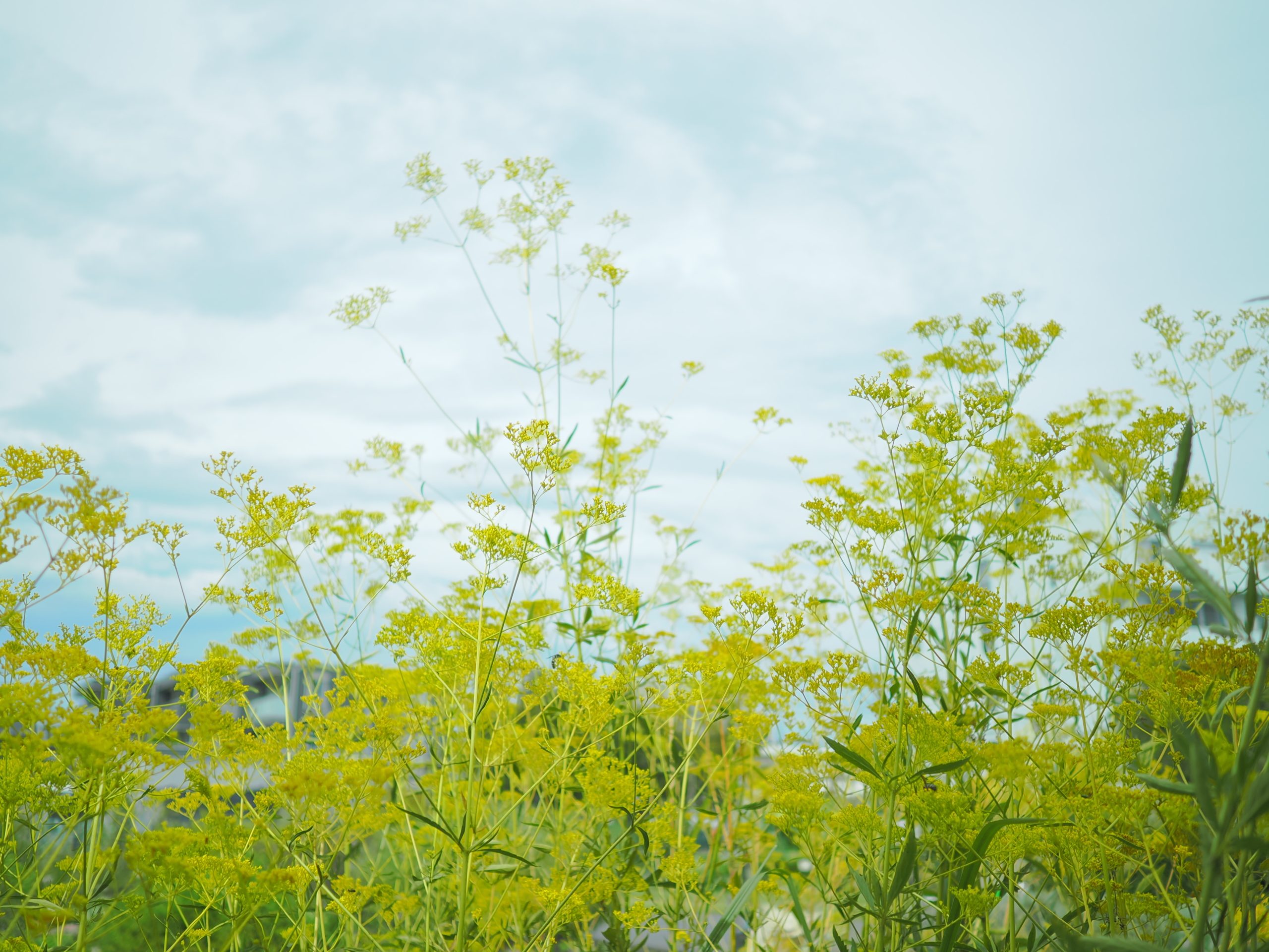 9/3  オミナエシ