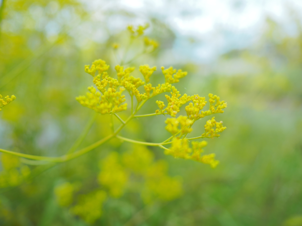 9/3  オミナエシ