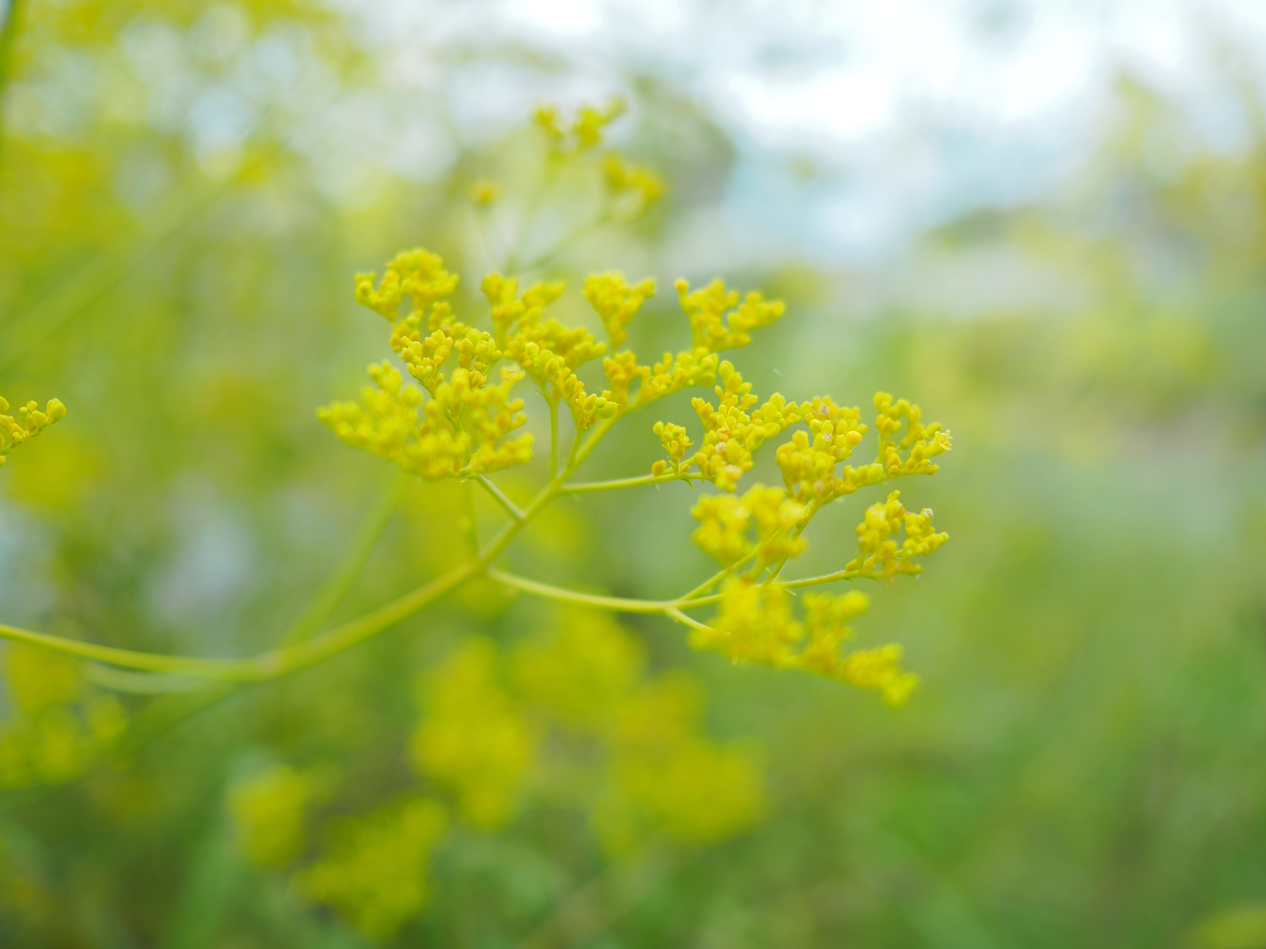 9/3  オミナエシ