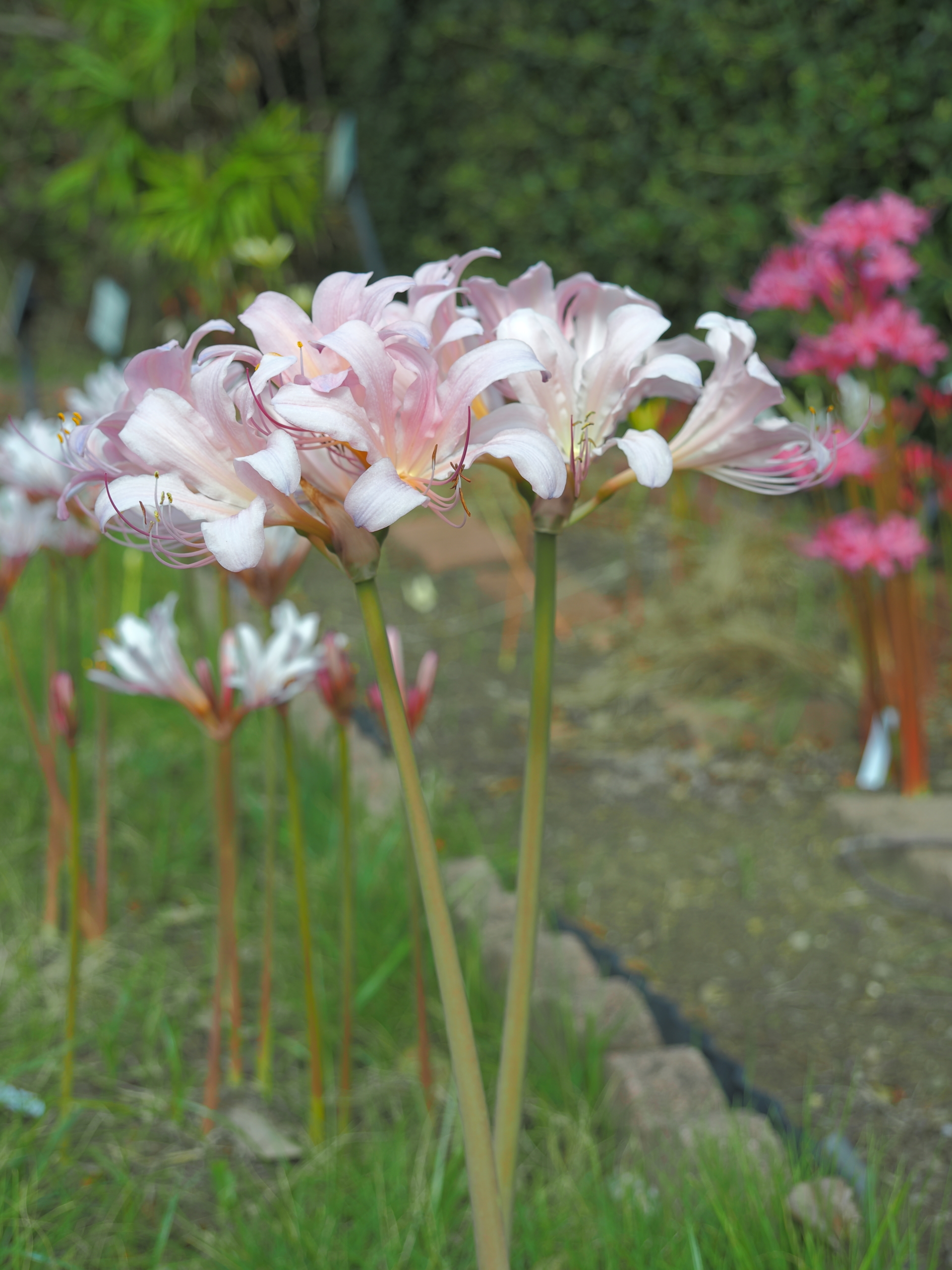 9/11  ナツズイセン（夏水仙）