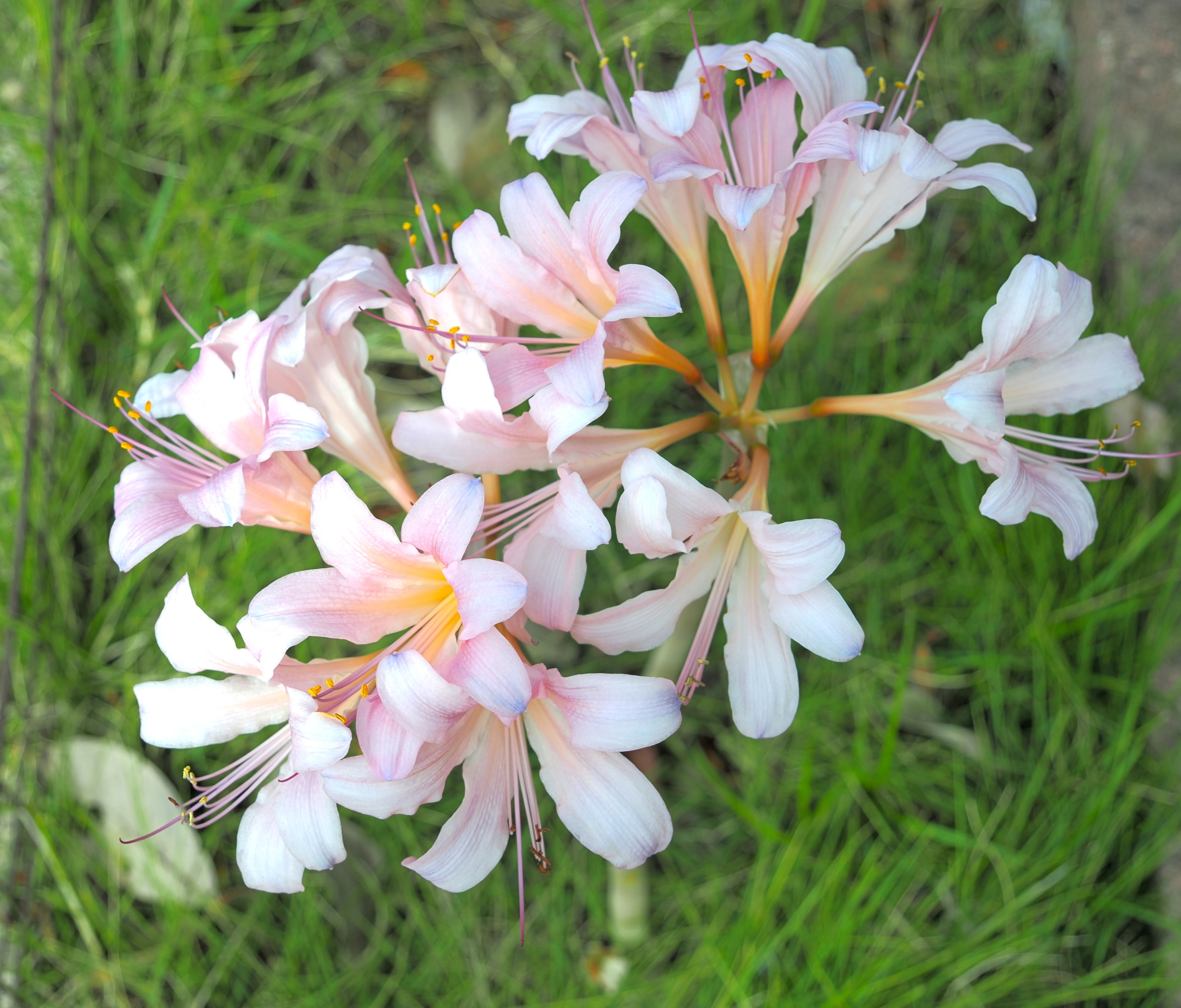 9/11  ナツズイセン（夏水仙）