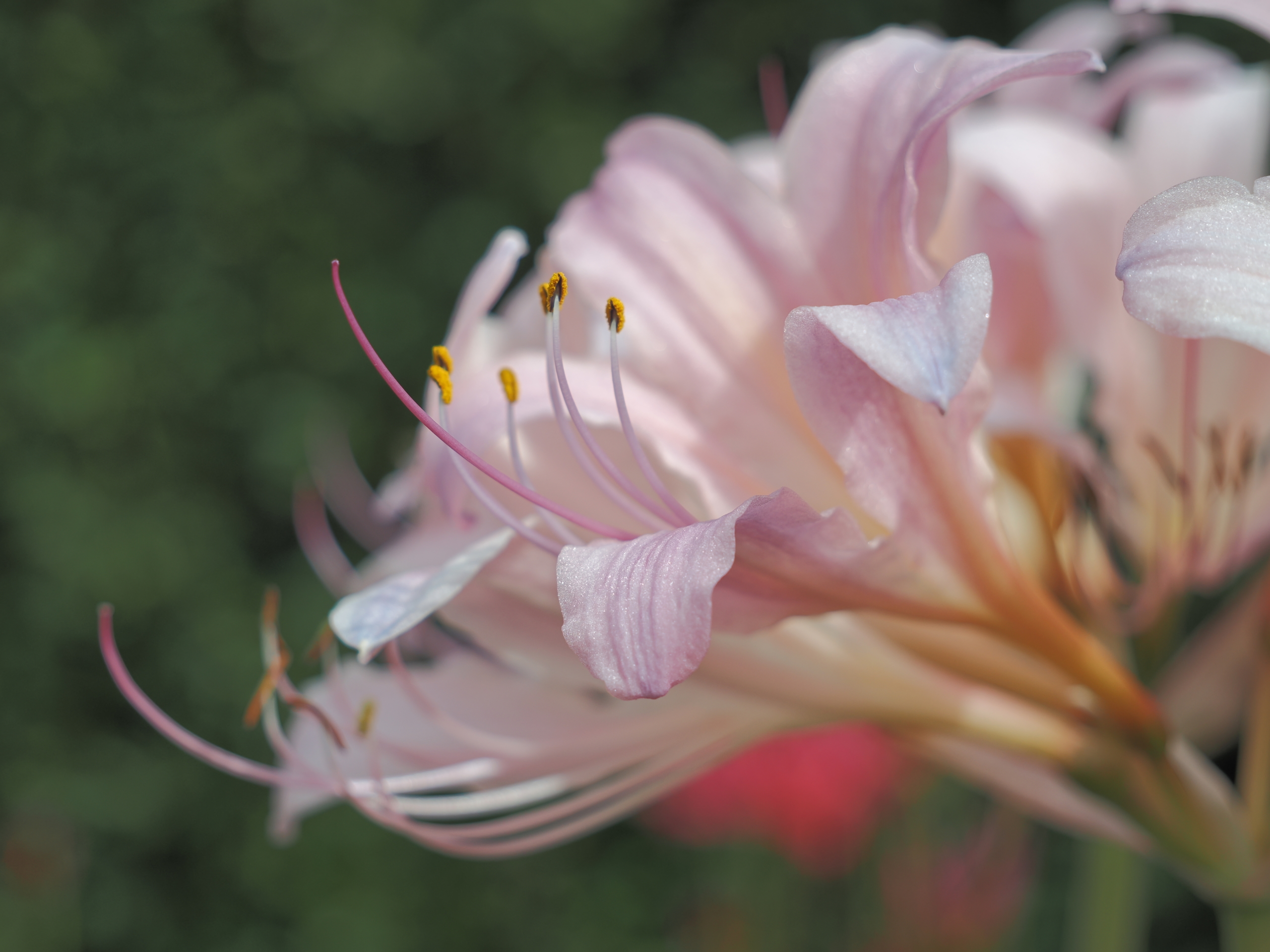 夏水仙 ナツズイセン（夏水仙） (ケア, 特徴, 花, 画像)