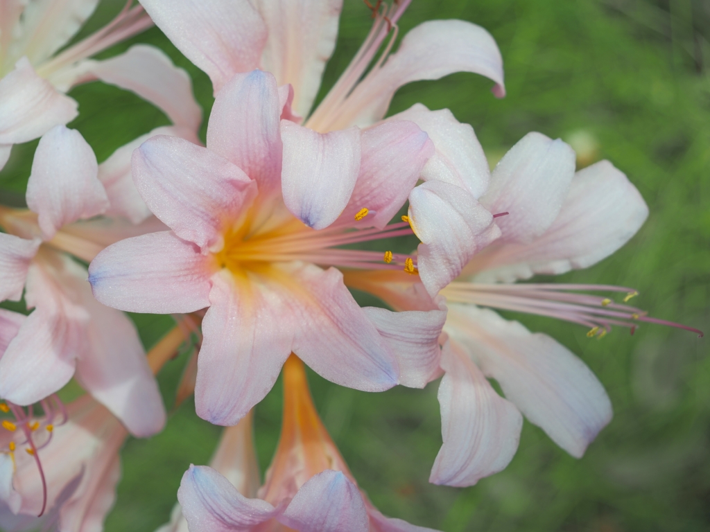 9/11  ナツズイセン（夏水仙）