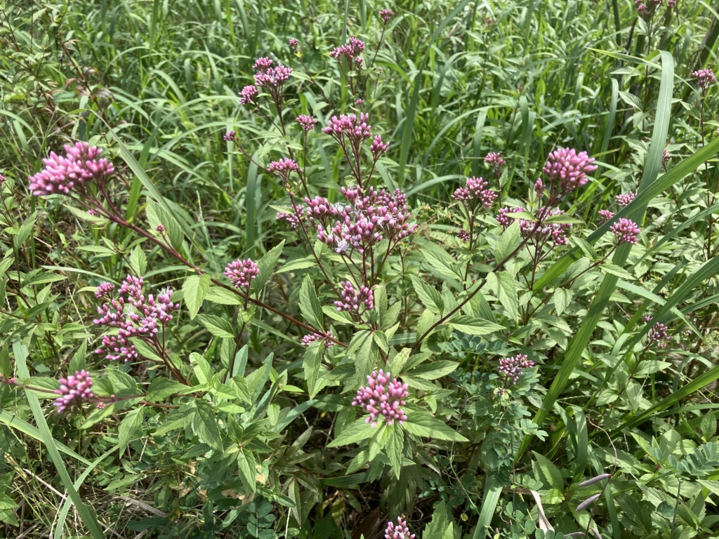 10/26 フジバカマ