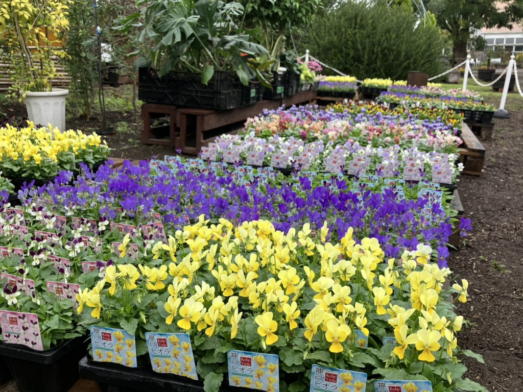 秋の感謝祭 雨天中止😢