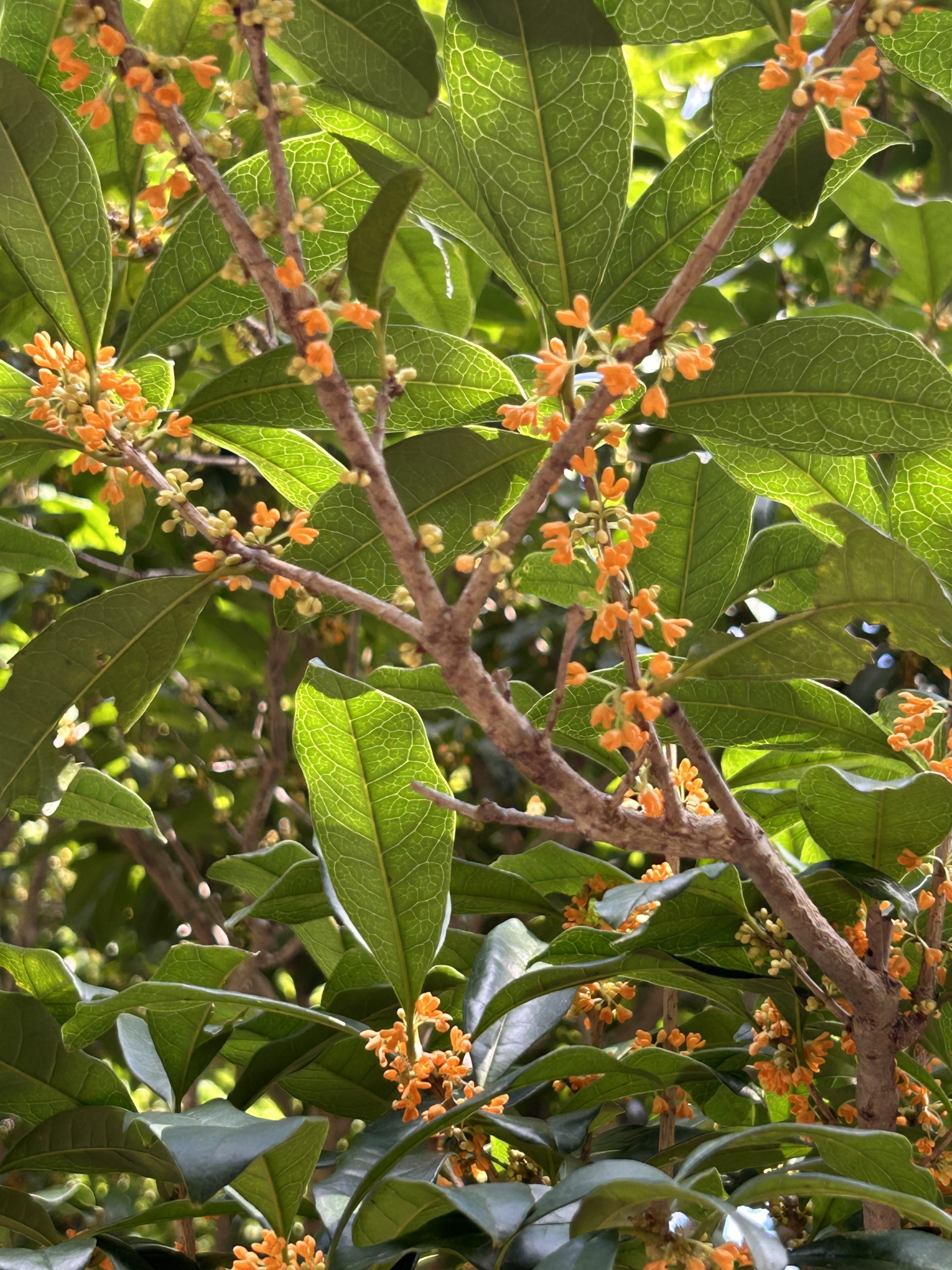 10/26  キンモクセイ