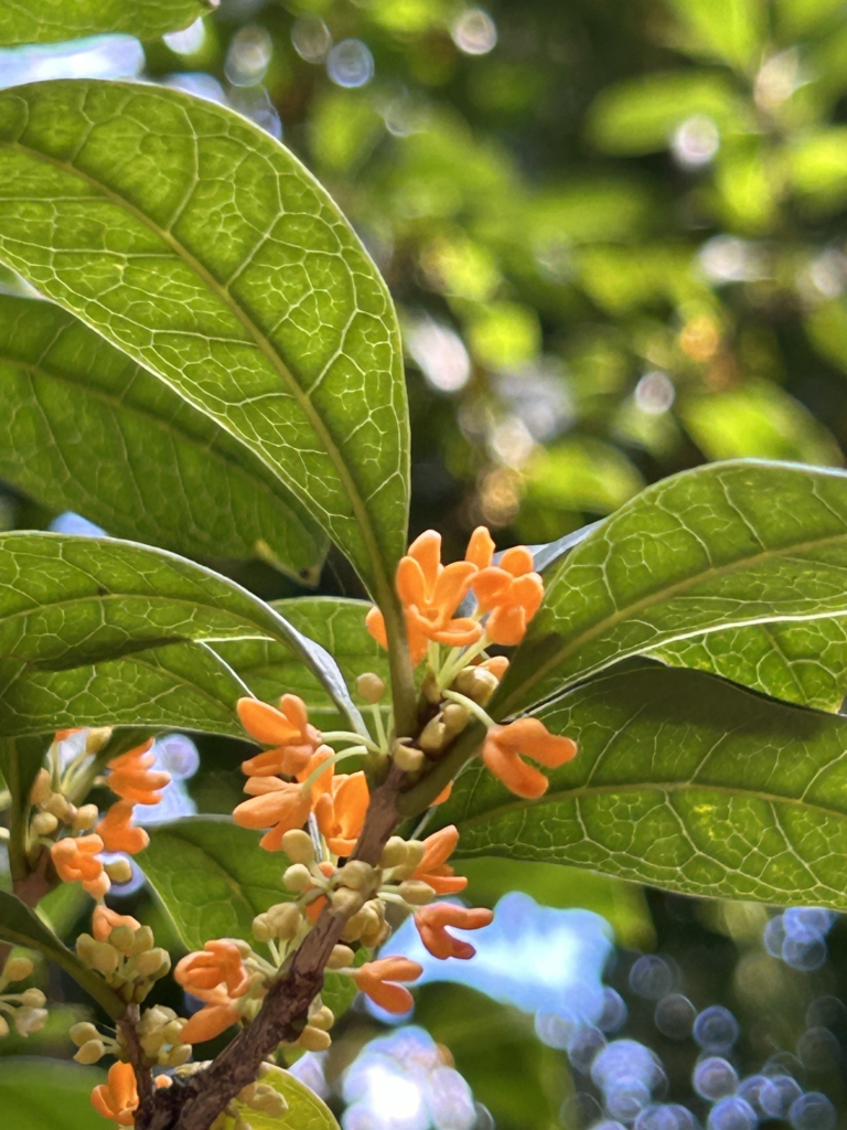 10/26  キンモクセイ