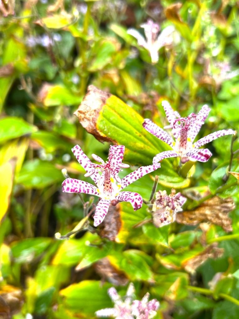 10/26  ホトトギス