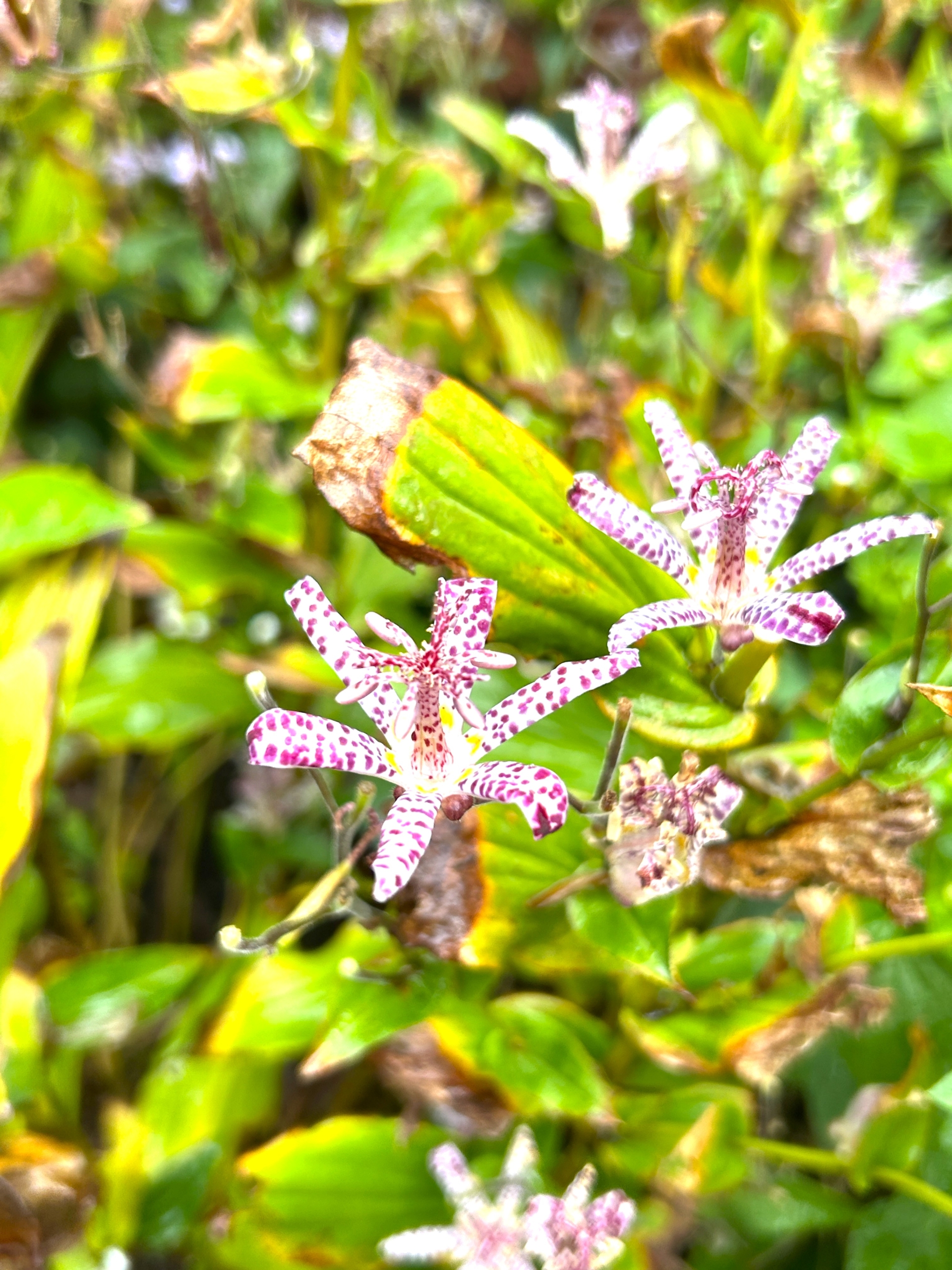 10/26　　ホトトギス