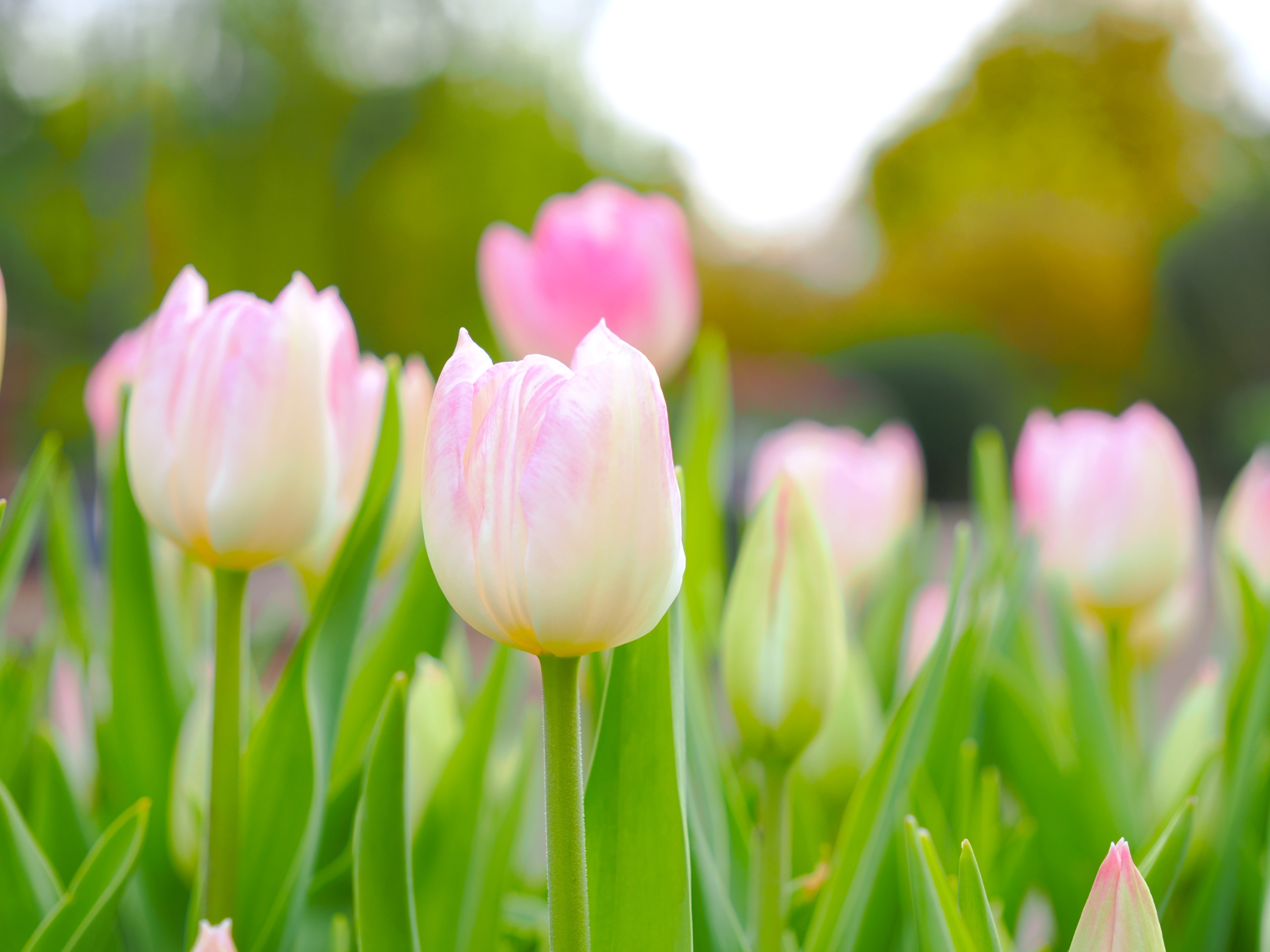 11/8  アイスチューリップ