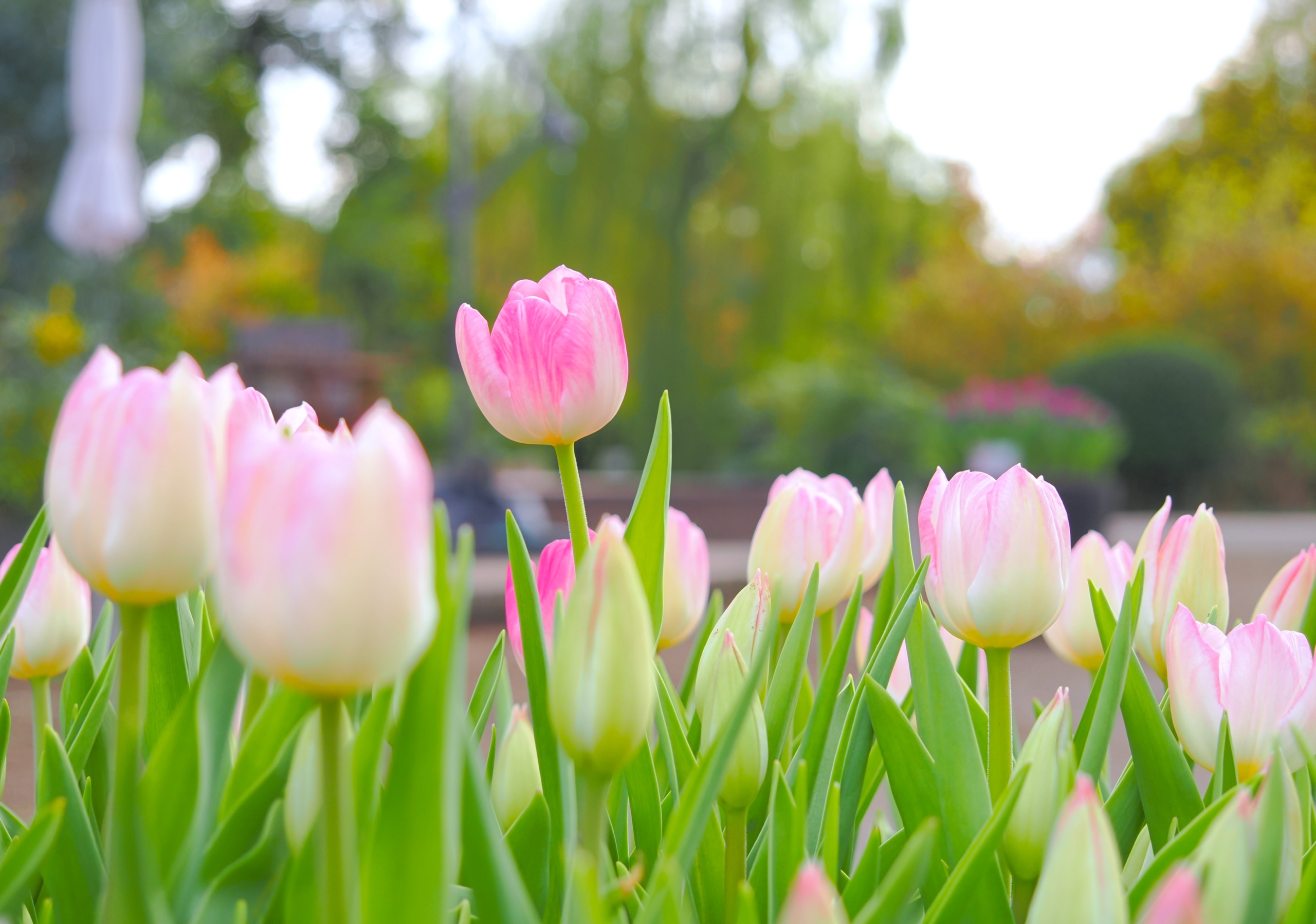 11/8  アイスチューリップ