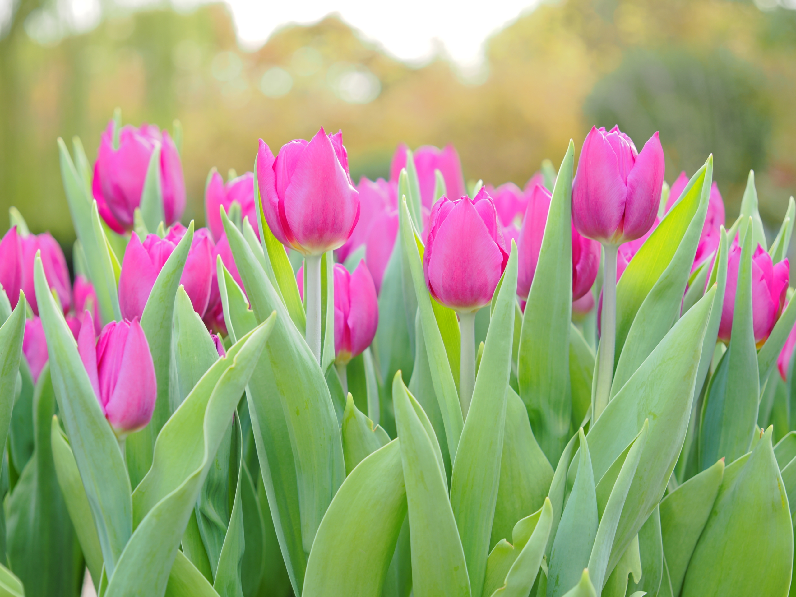 11/8  アイスチューリップ