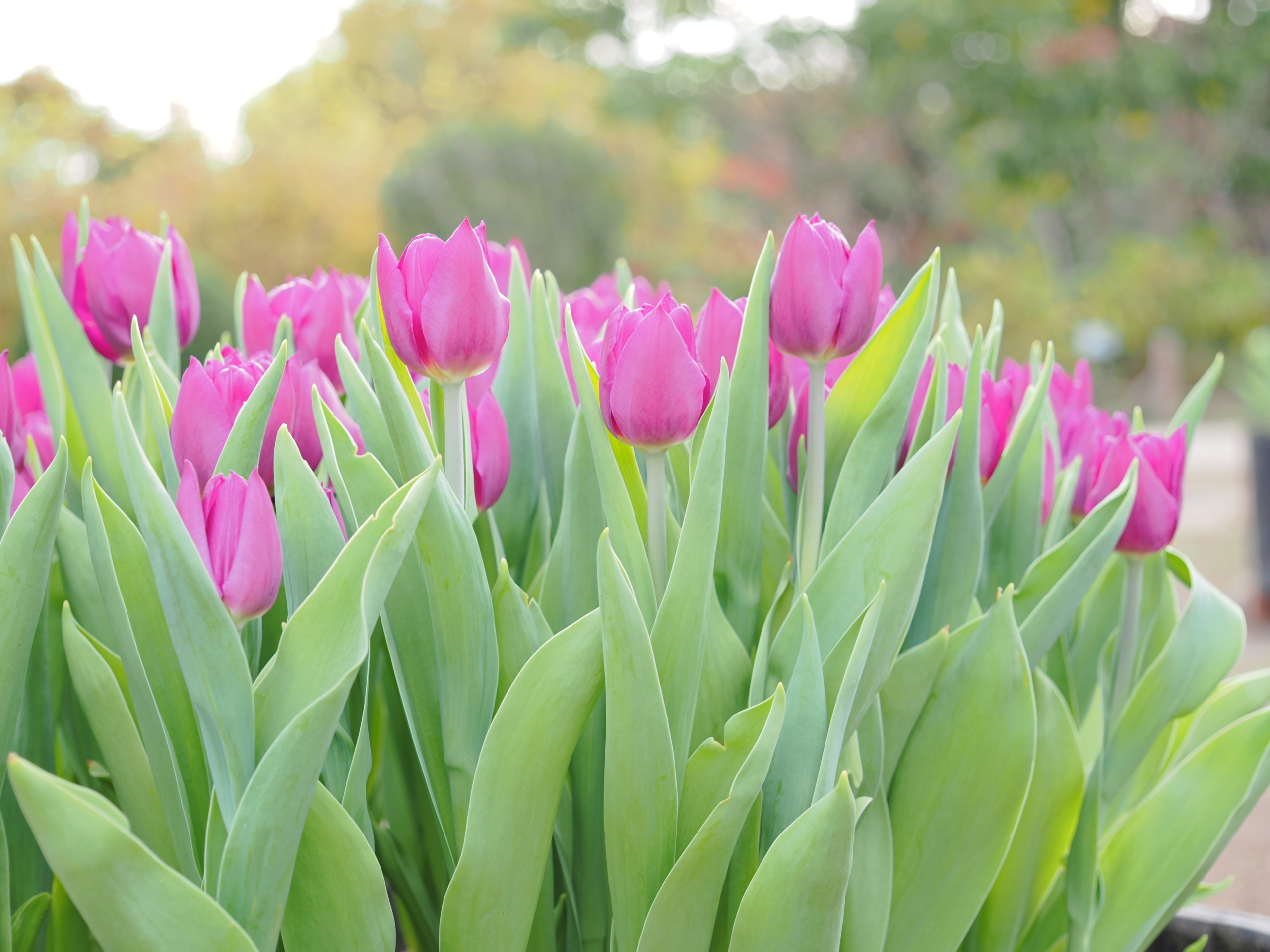 11/8  アイスチューリップ