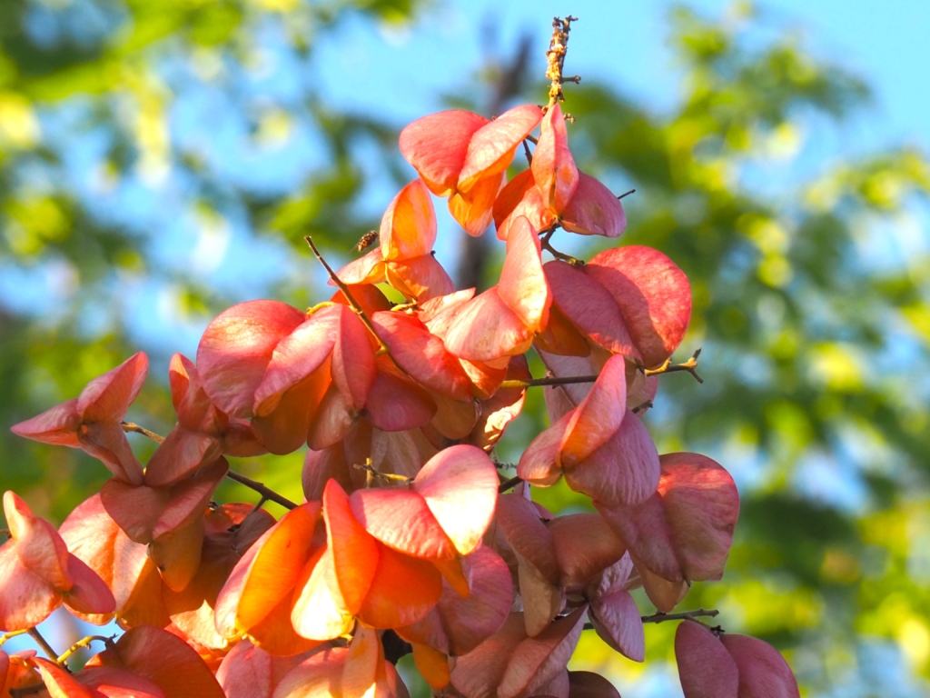 11/6　タイワンモクゲンジ