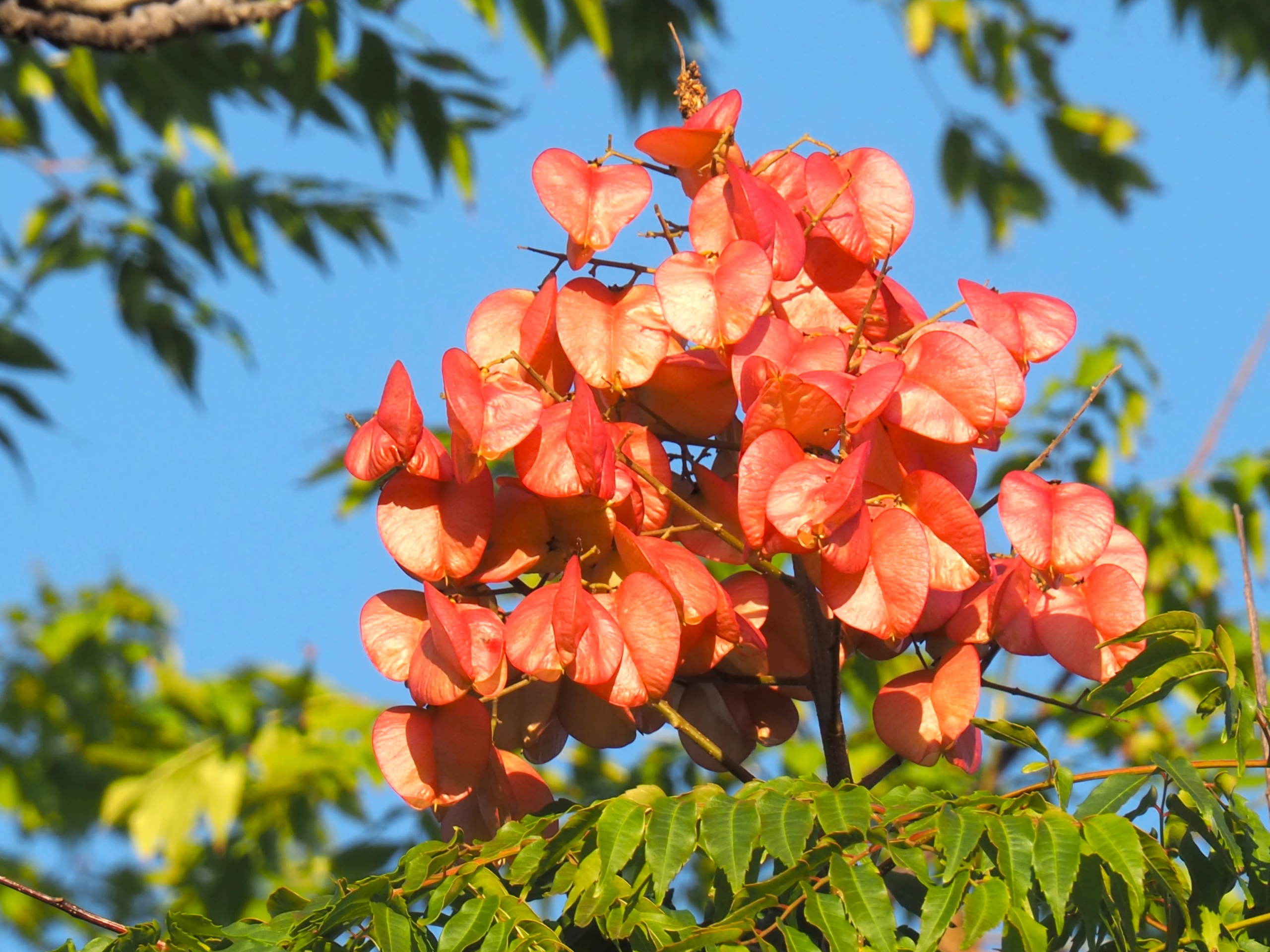 11/6　タイワンモクゲンジ