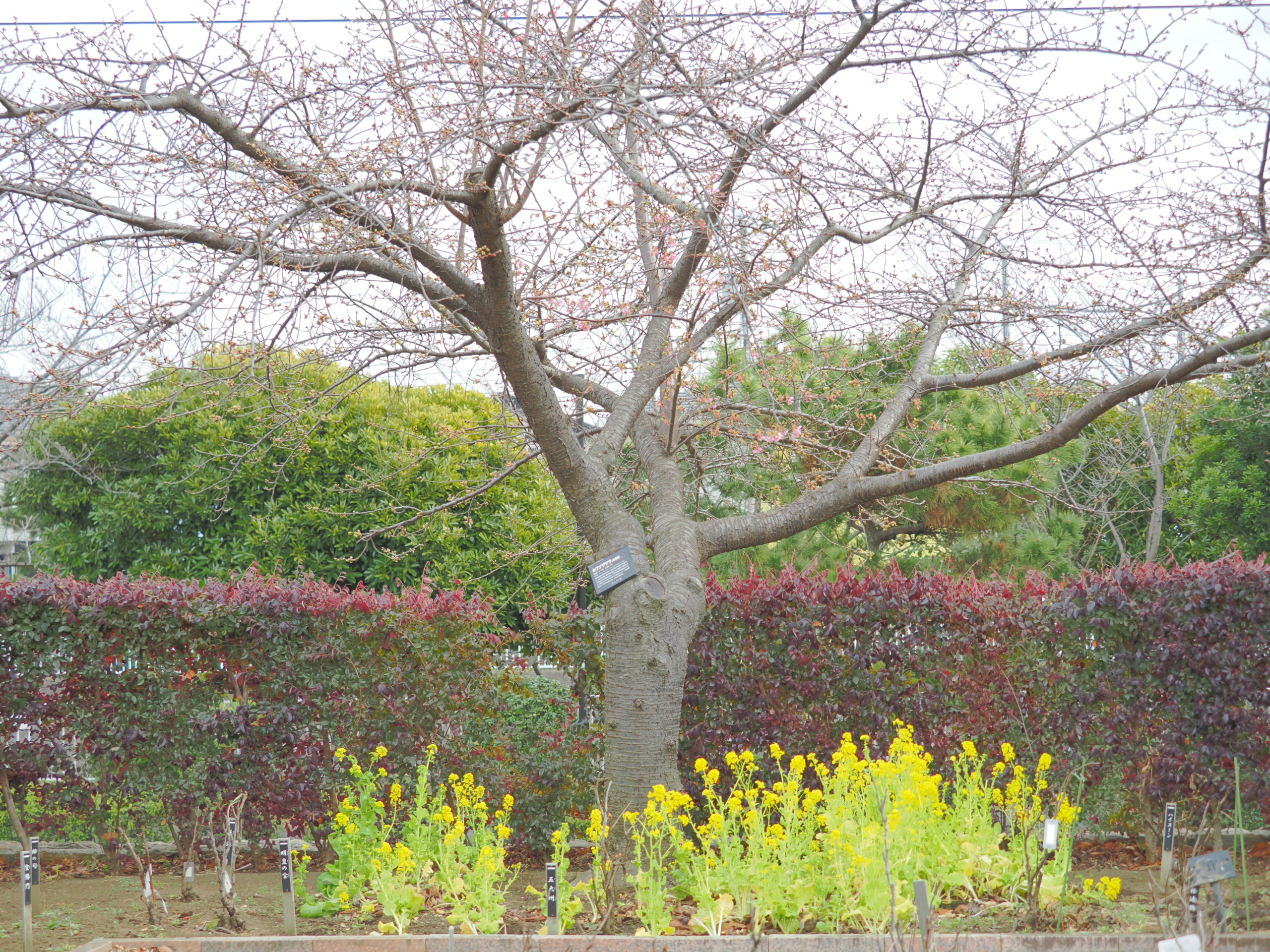 1/20  カワズザクラ（河津桜）