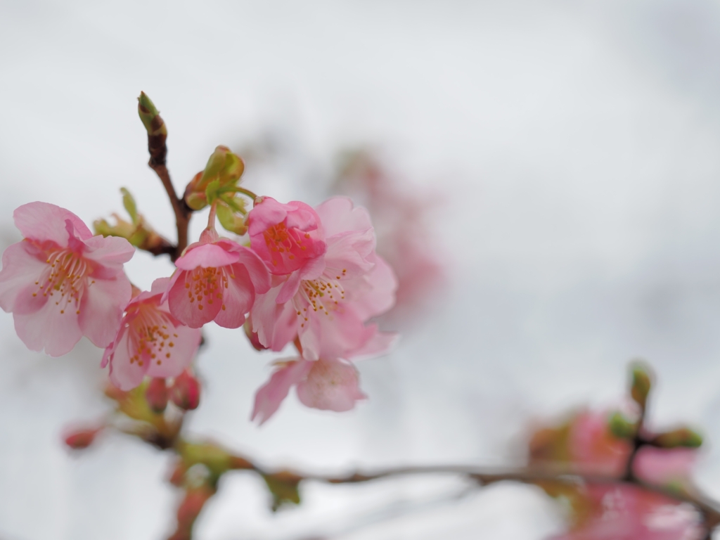 1/20  カワズザクラ（河津桜）