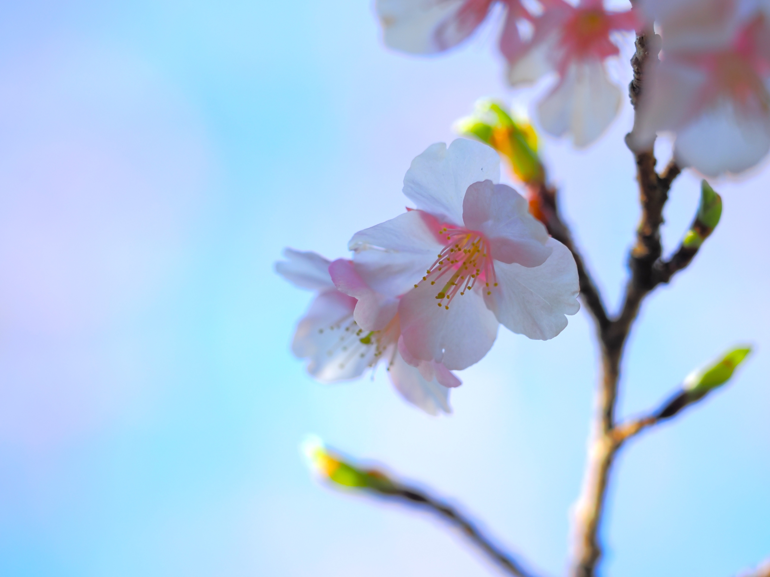 1/18  カンザクラ