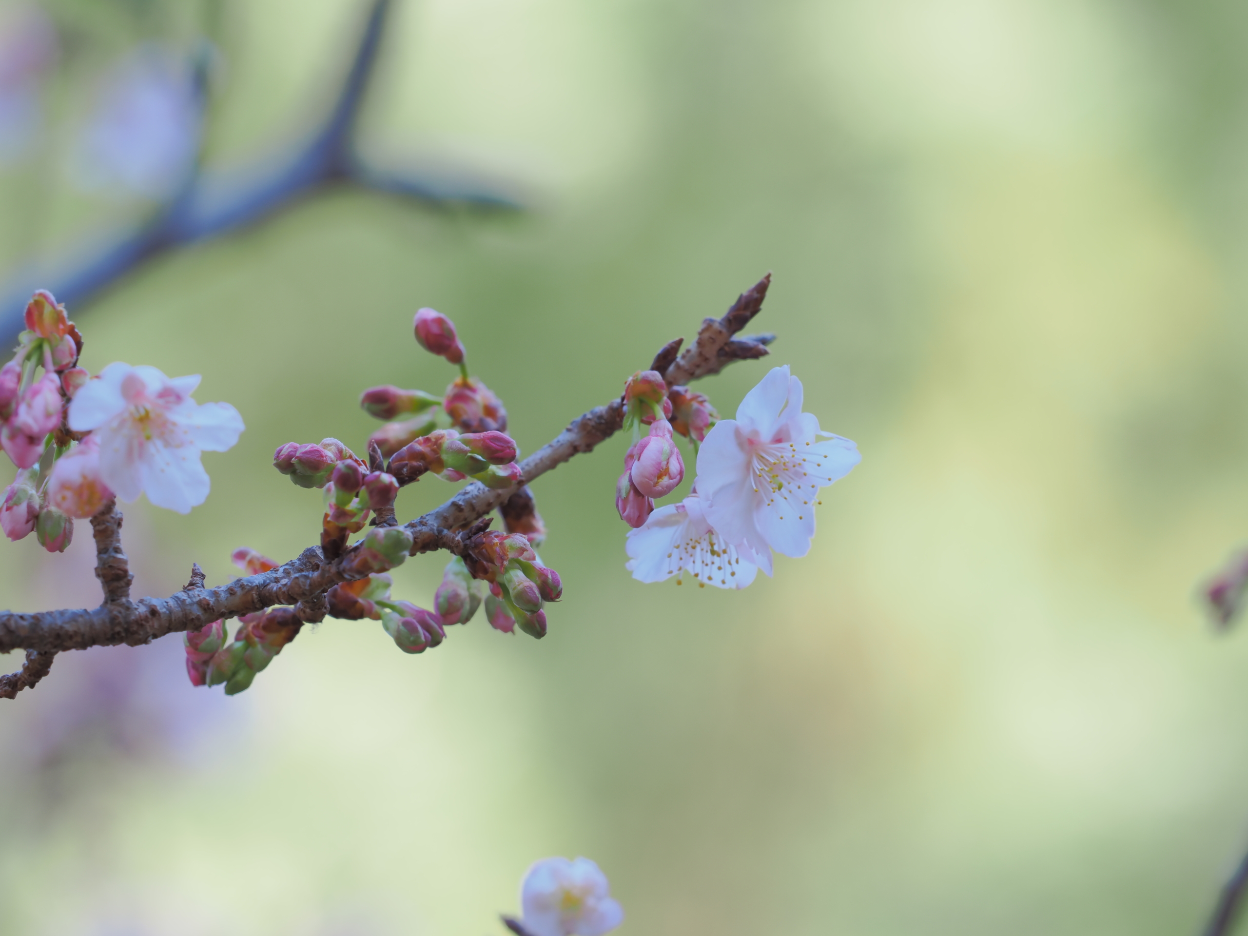 1/18  カンザクラ