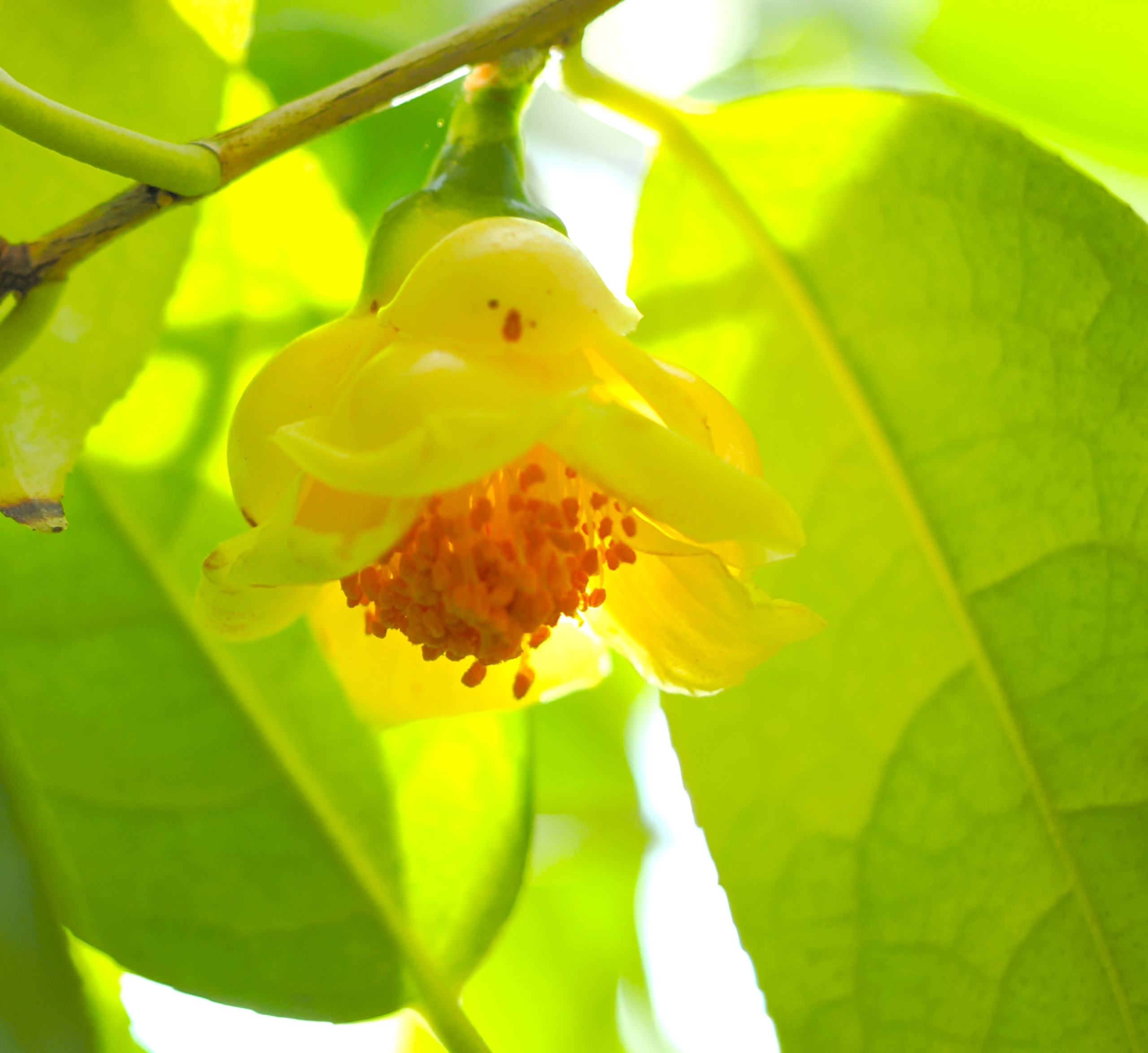 1/24  キンカチャ