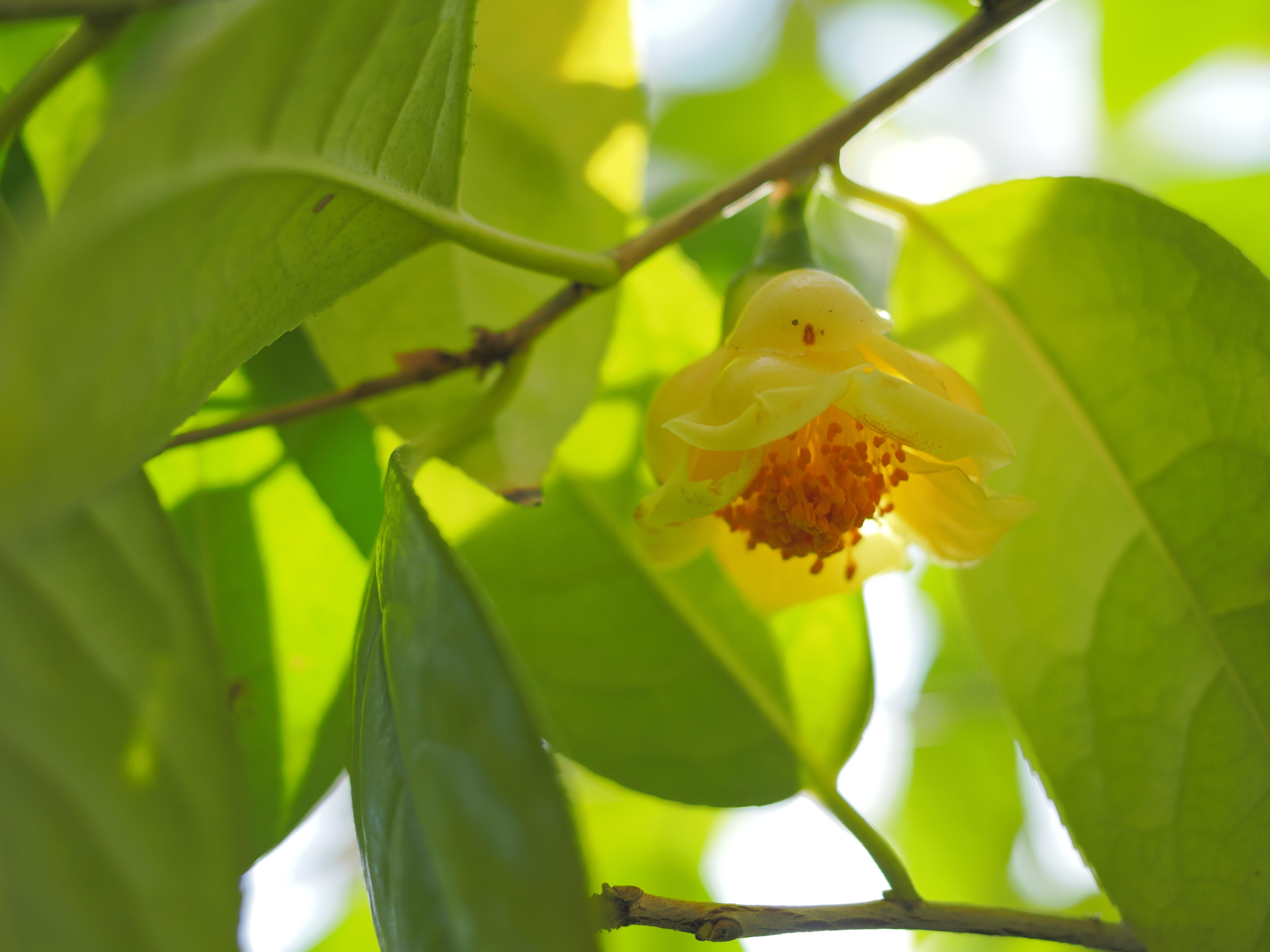 1/24  キンカチャ