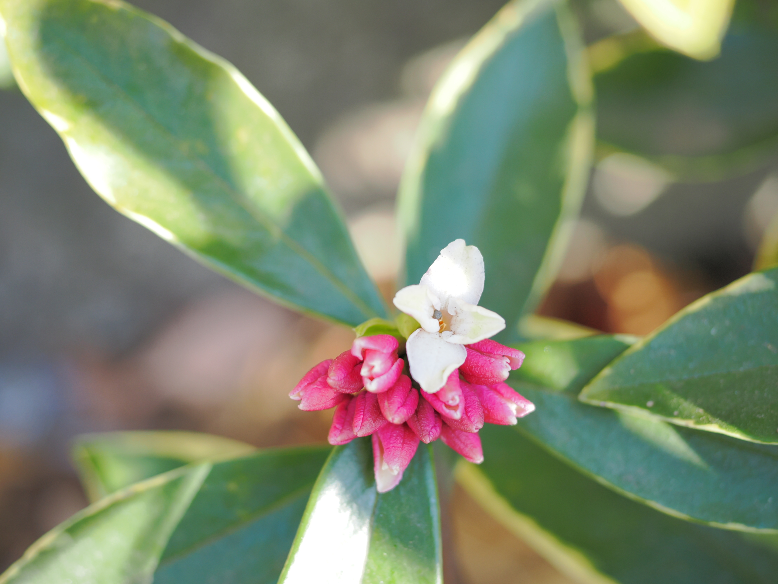 1/24  ジンチョウゲ