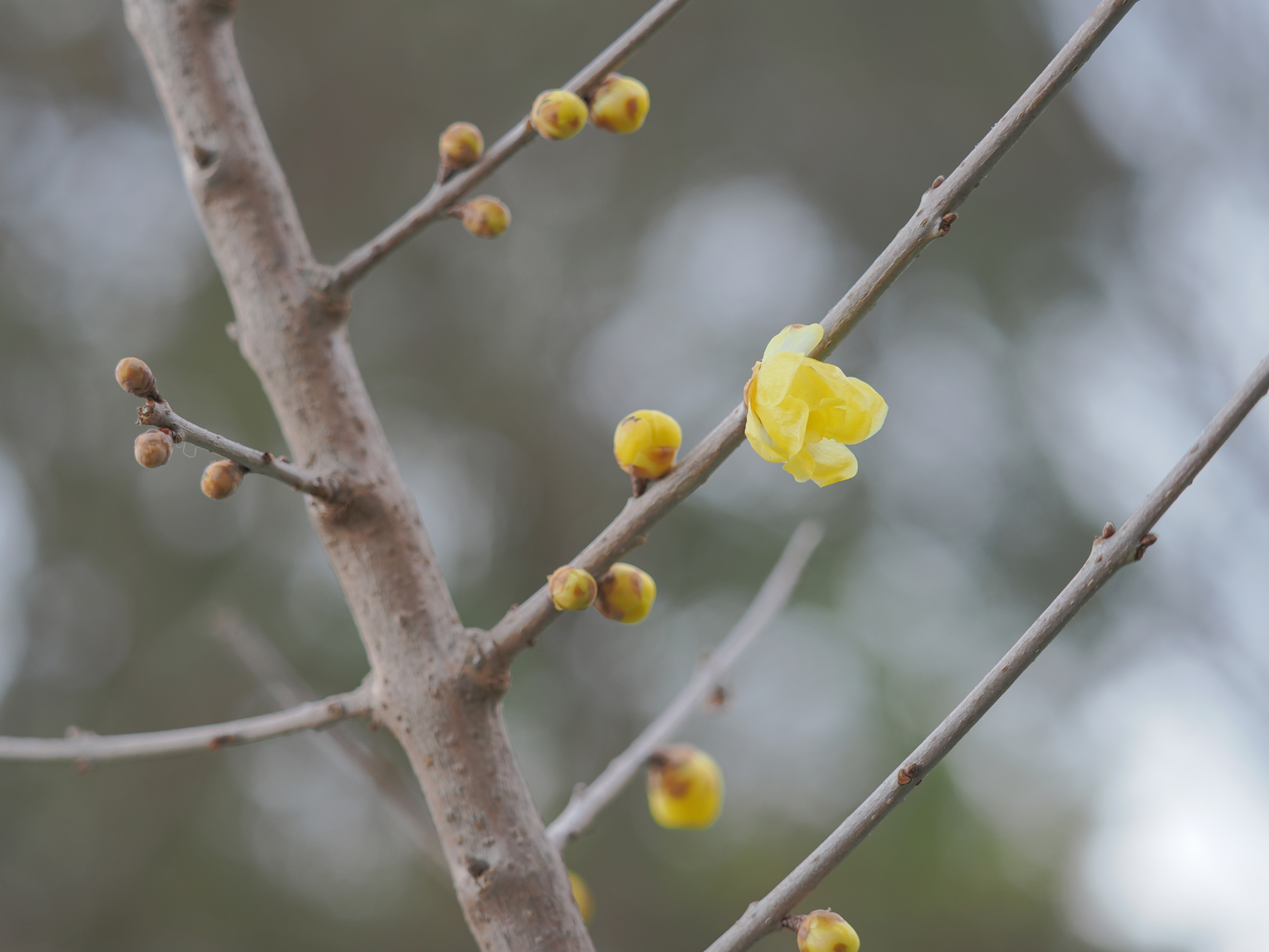 1/8  ロウバイ（ソシンロウバイ）