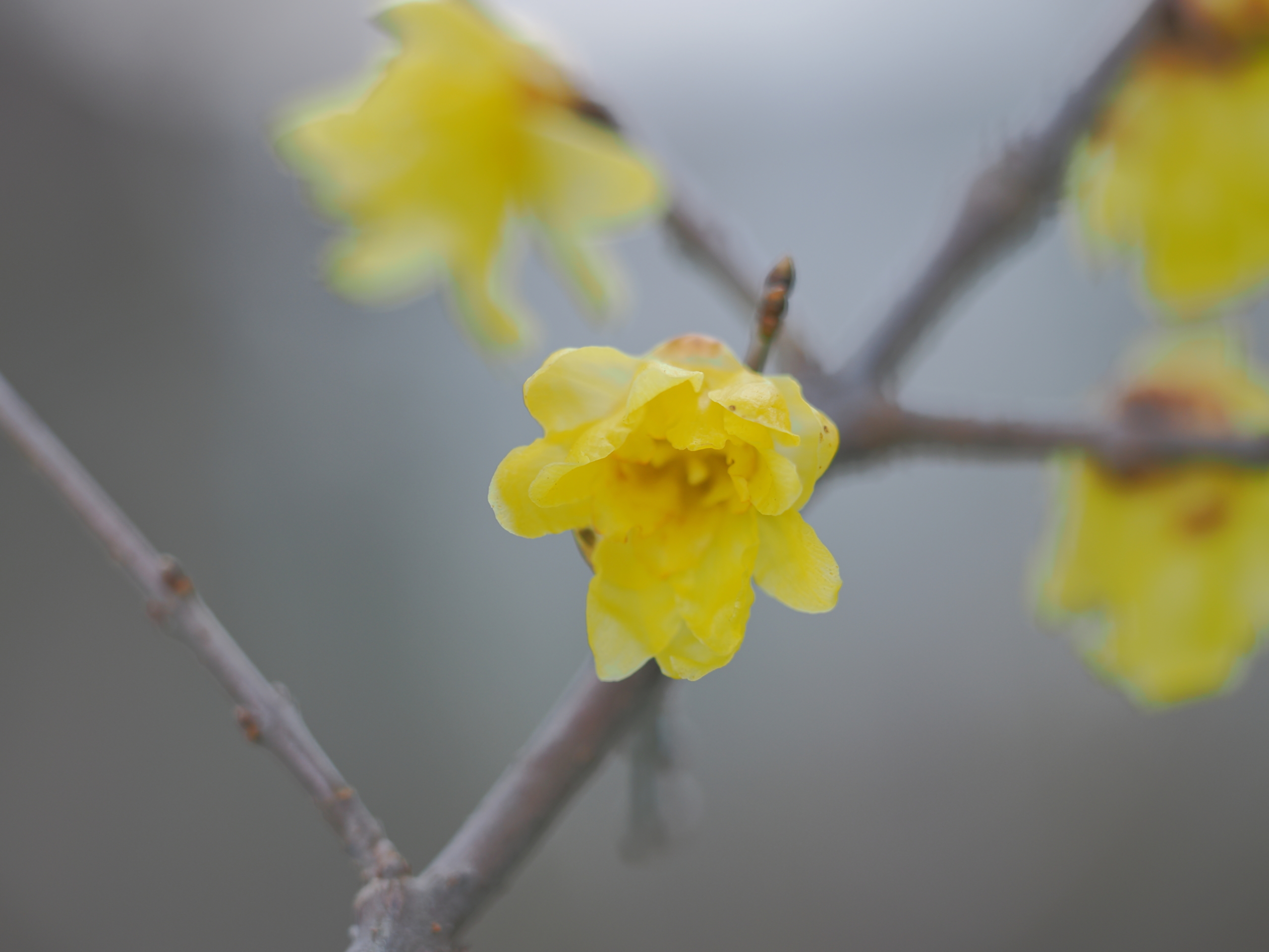 1/8  ロウバイ（ソシンロウバイ）