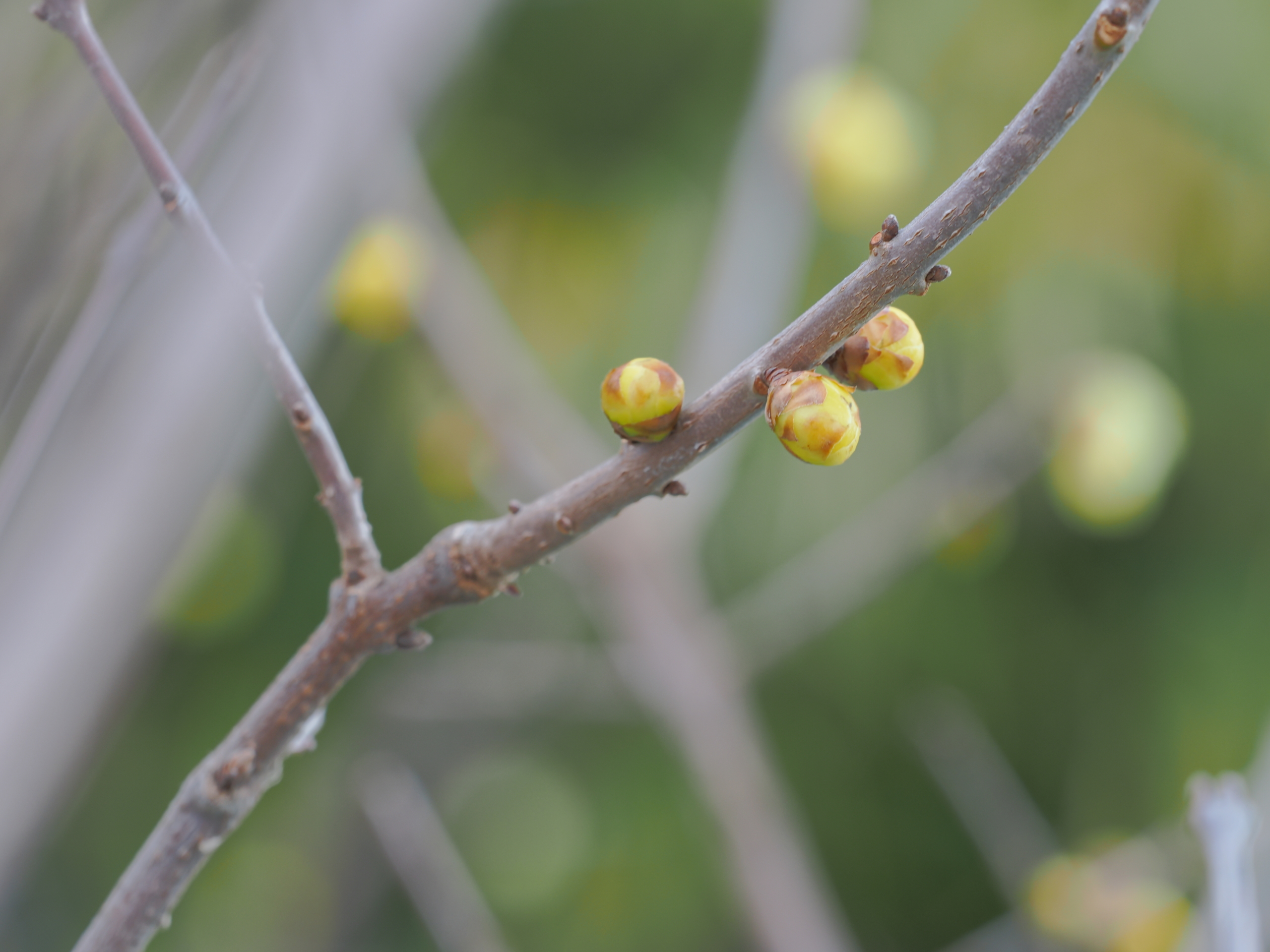 1/8  ロウバイ（ソシンロウバイ）