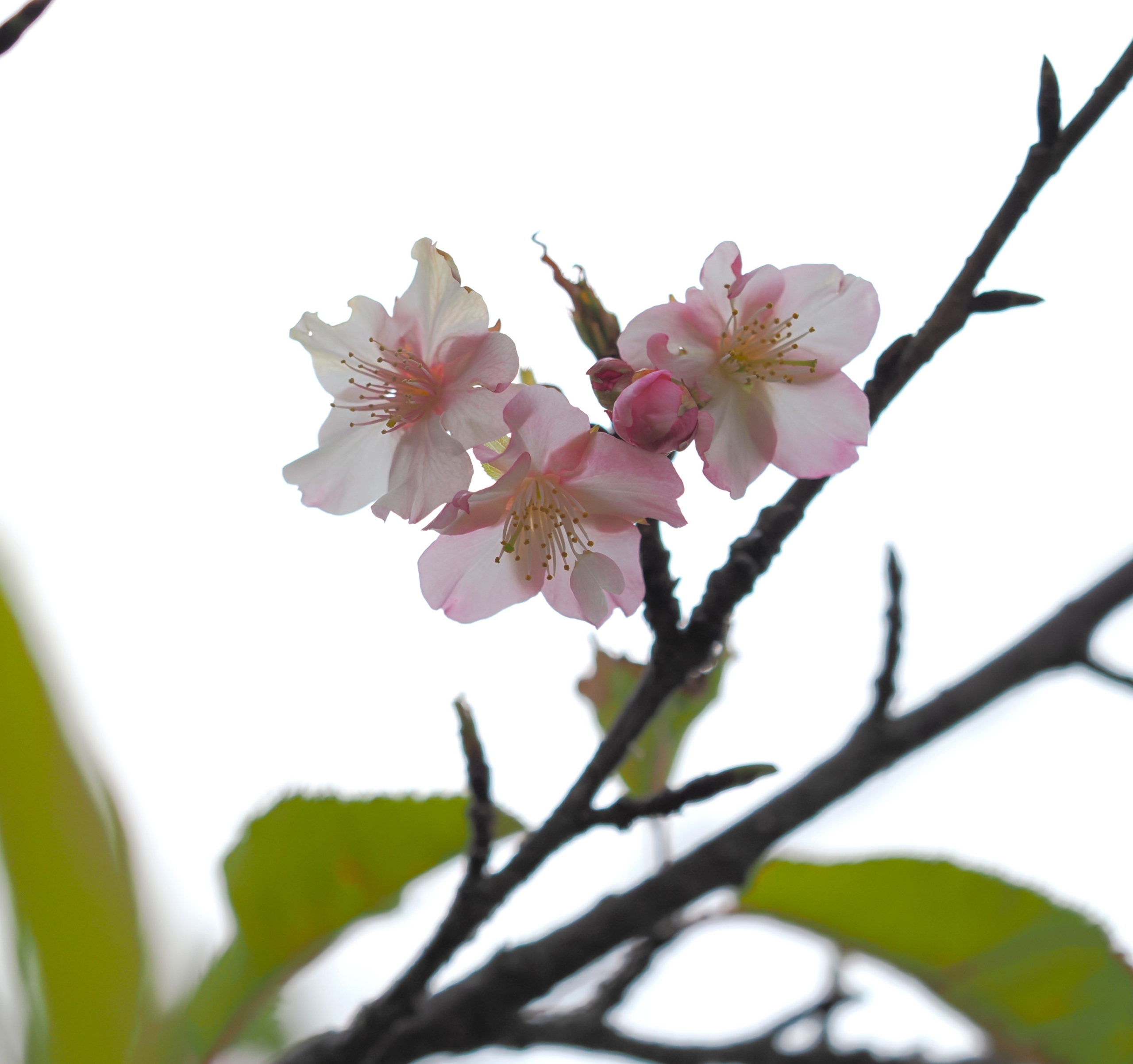1/8　夢待桜