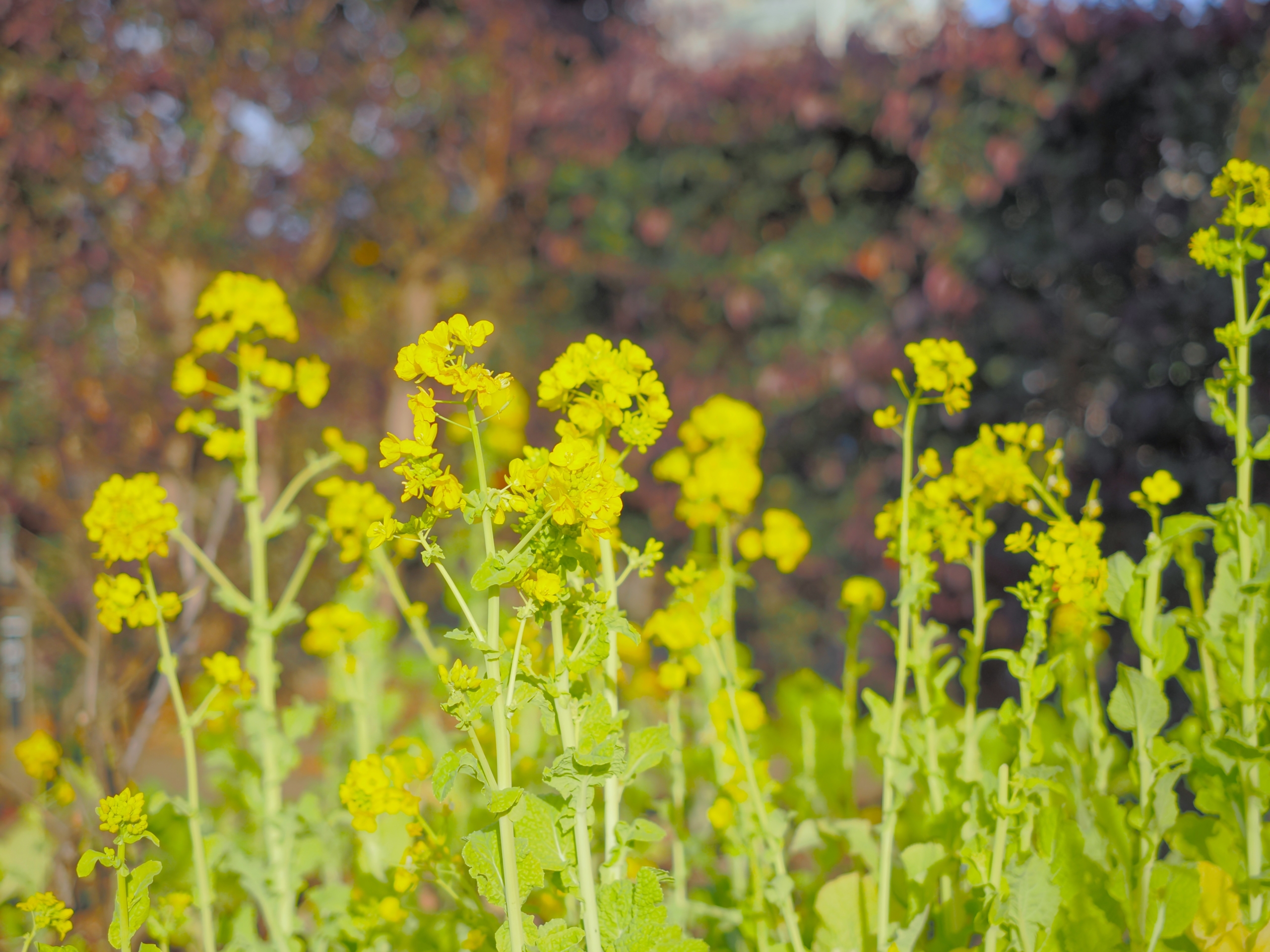 １/8　菜の花（ナバナ）
